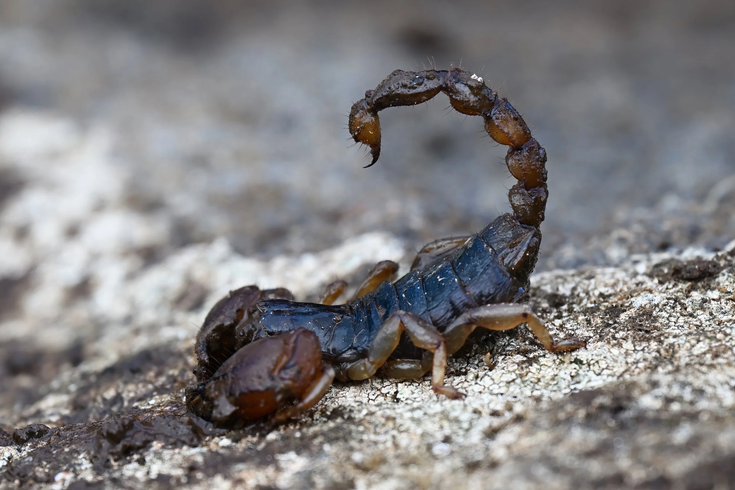 Large-clawed Burrowing Scorpion | عقرب فلسطين | Scorpio maurus