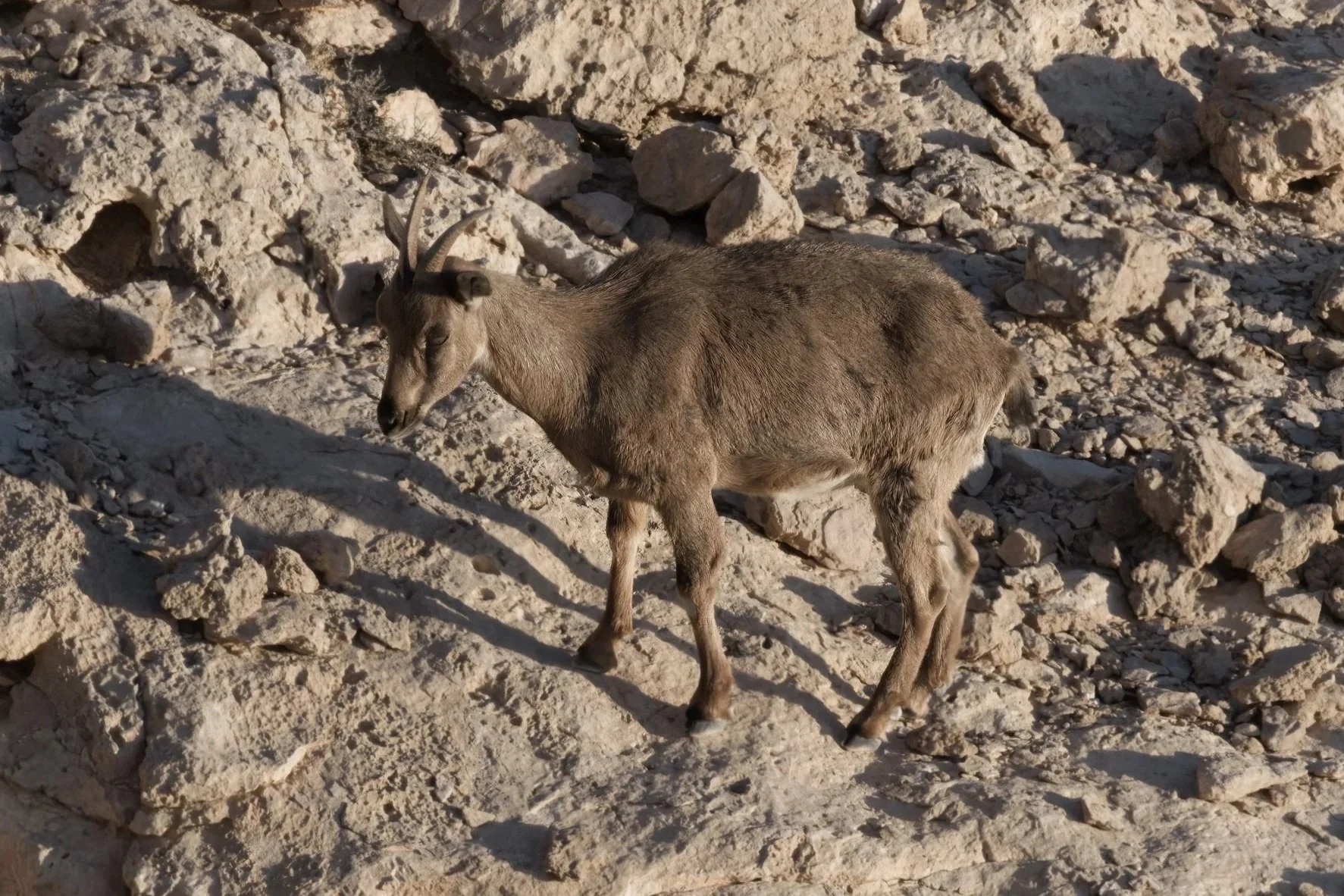 Arabian Tahr \ Arabitragus jayakari