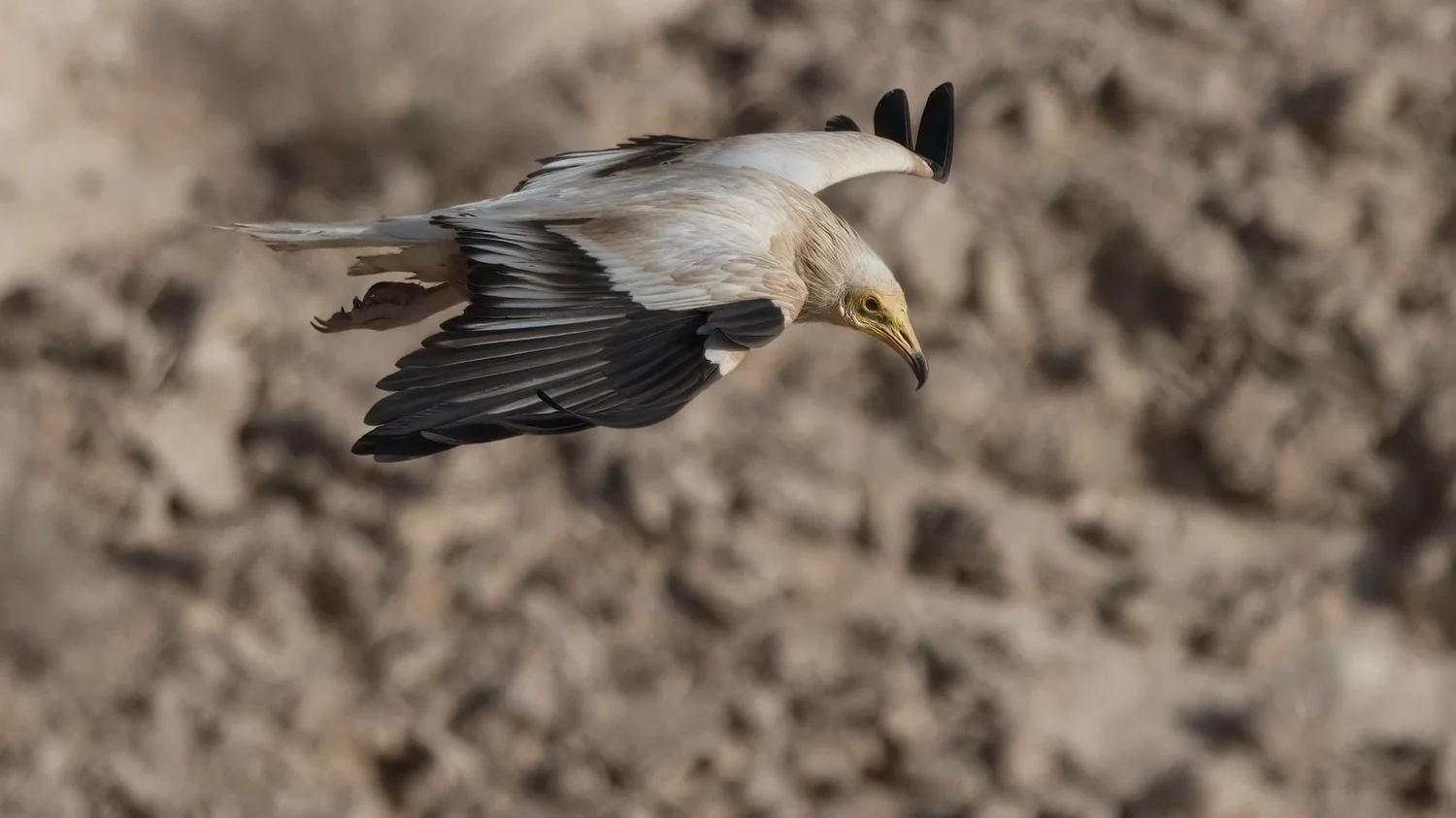 Egyptian Vulture, UAE