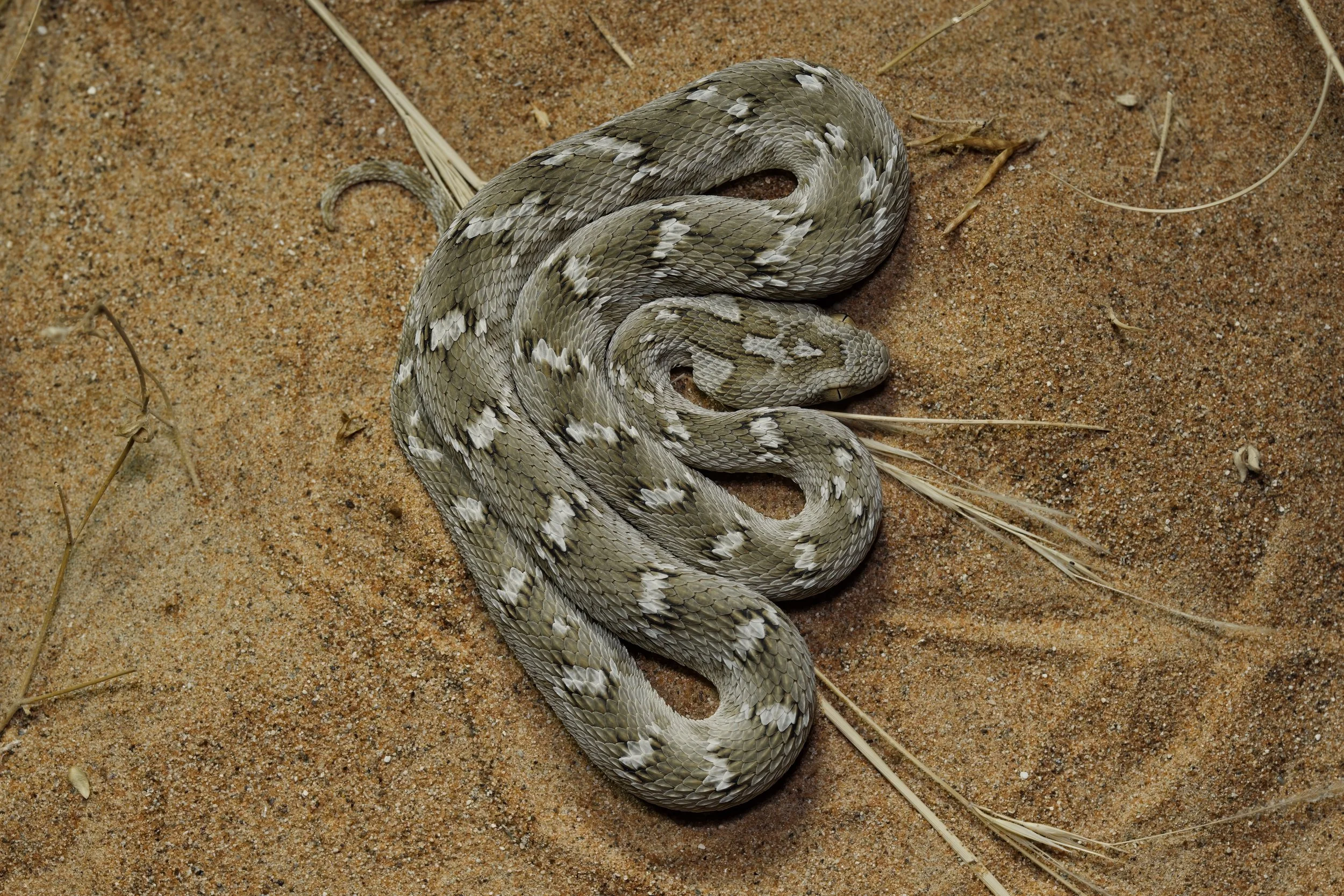 A coiled snake with patterned scales on sandy ground with dry grass.
