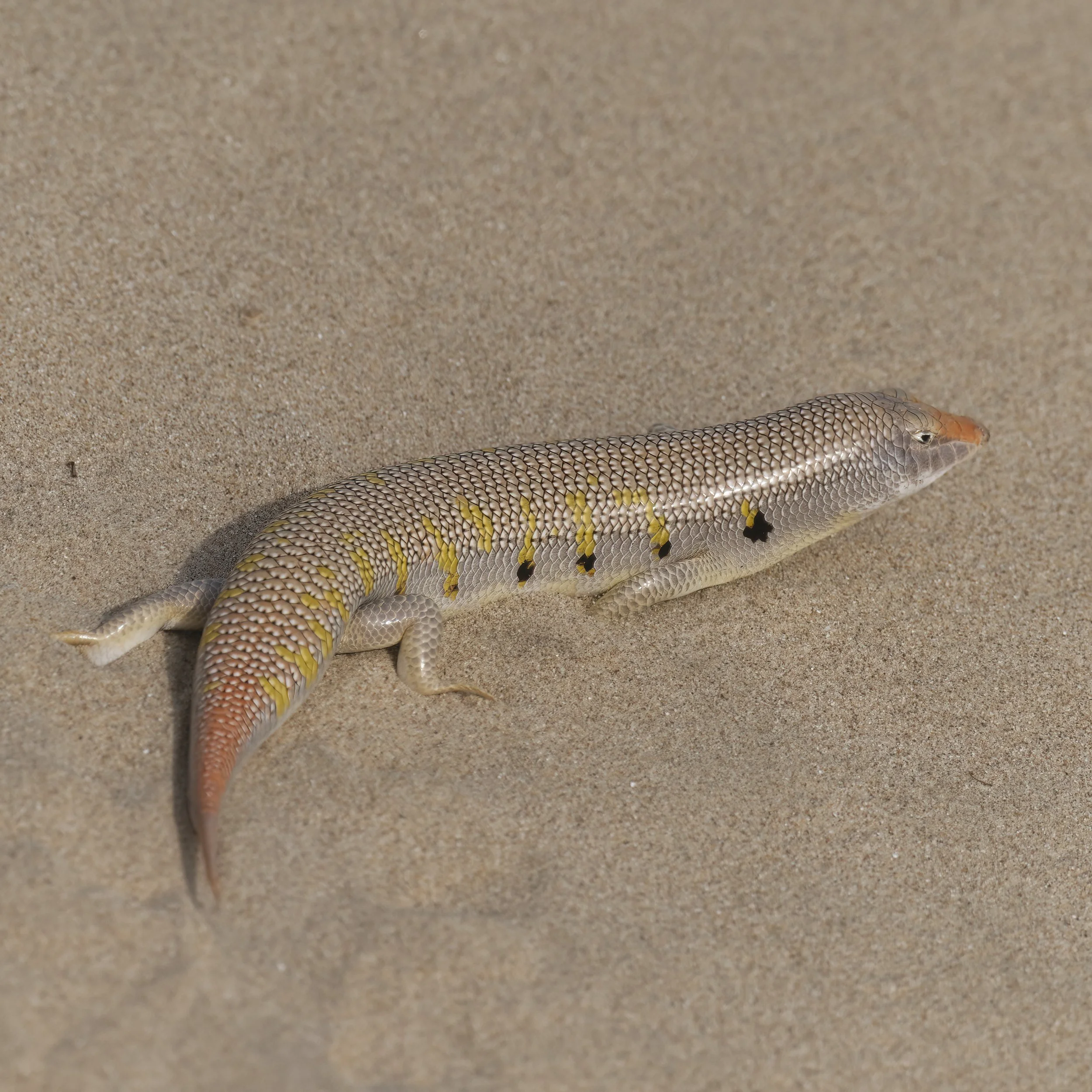 Arabian Sand Skink (Scincus mitranus)