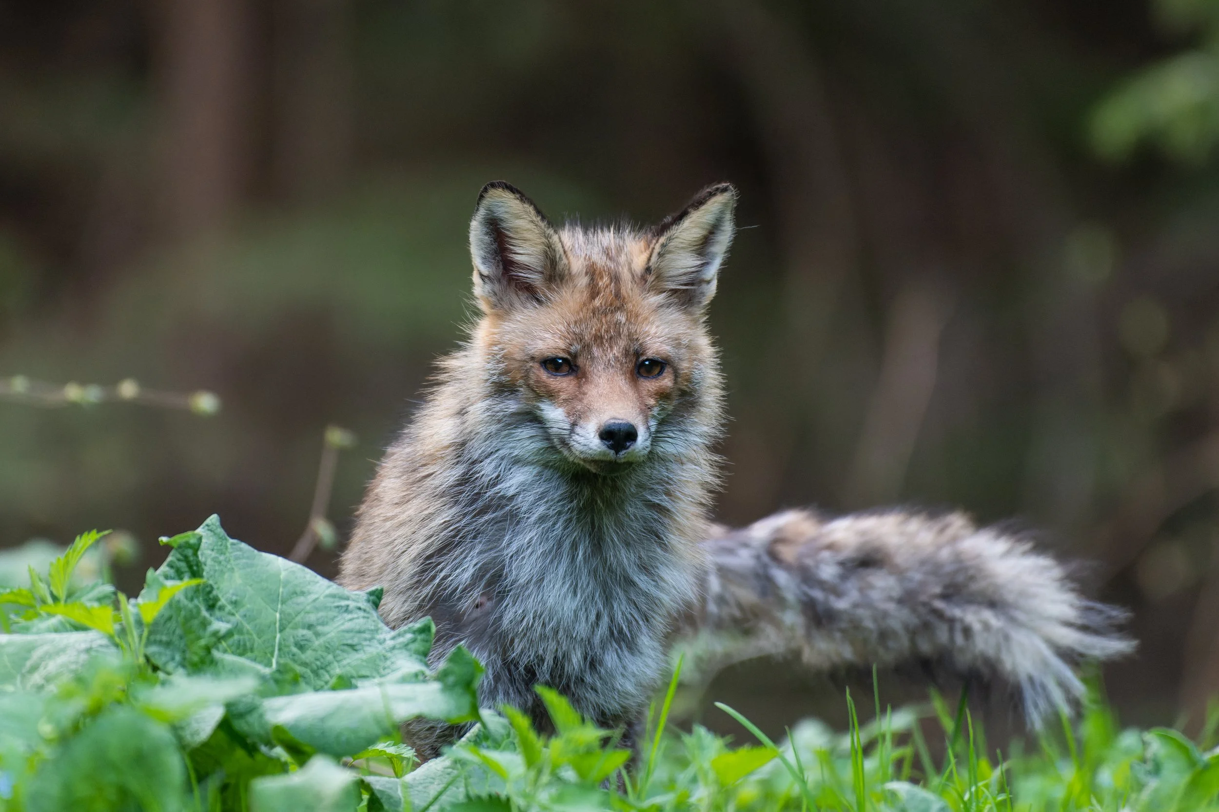 Red Fox - Romania Wildlife