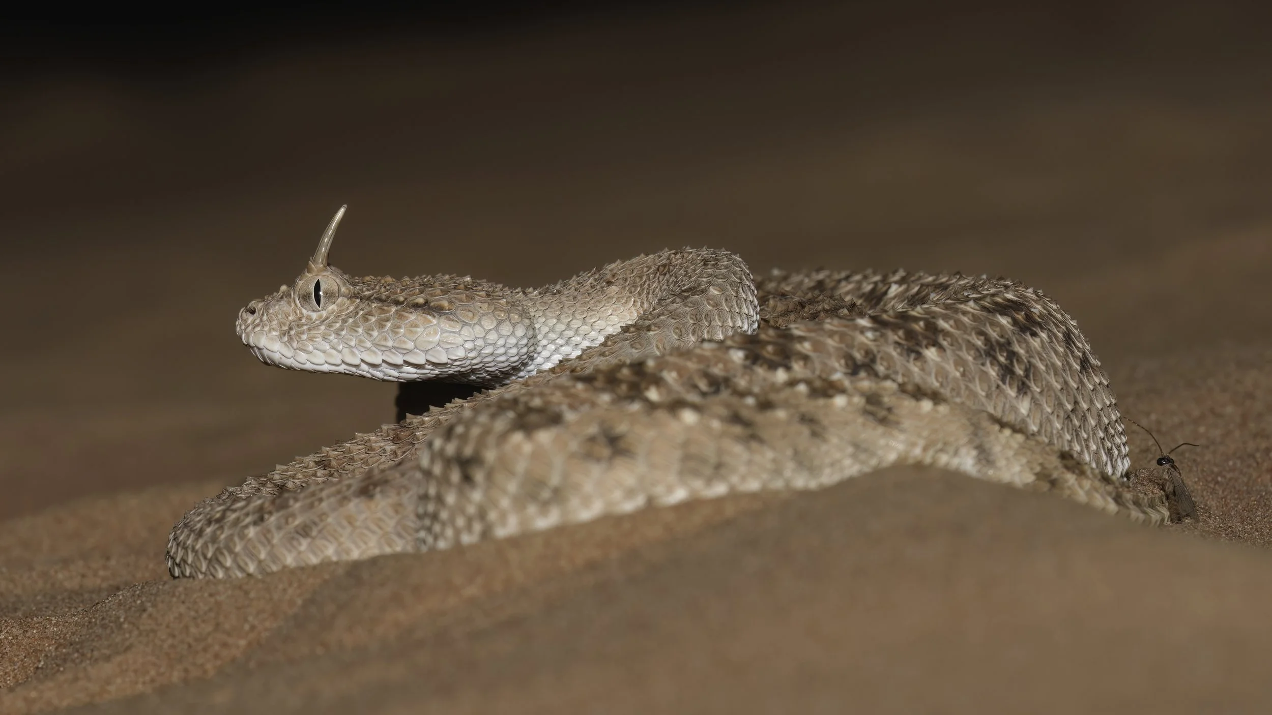 Canvas Print - Arabian Horned Viper - wide (16:9)