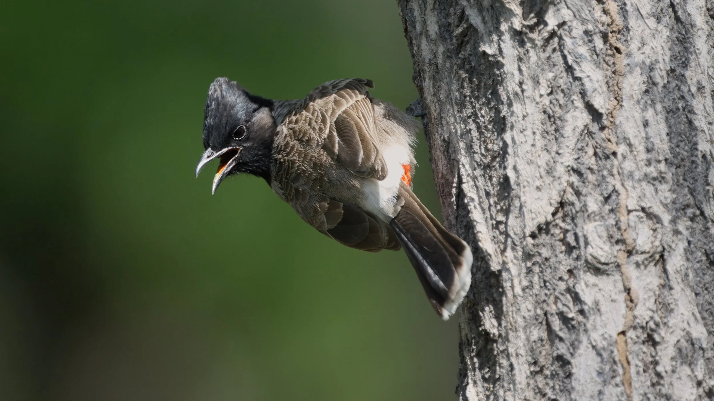 Red-vented Bulbul_Z097581.jpeg