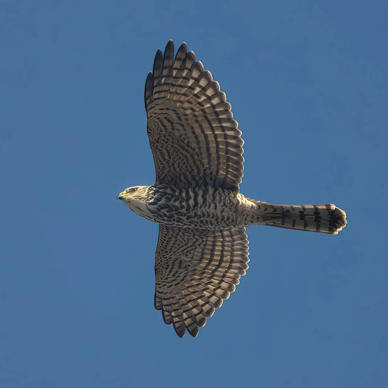 Eurasian sparrowhawk \ Accipiter nisus