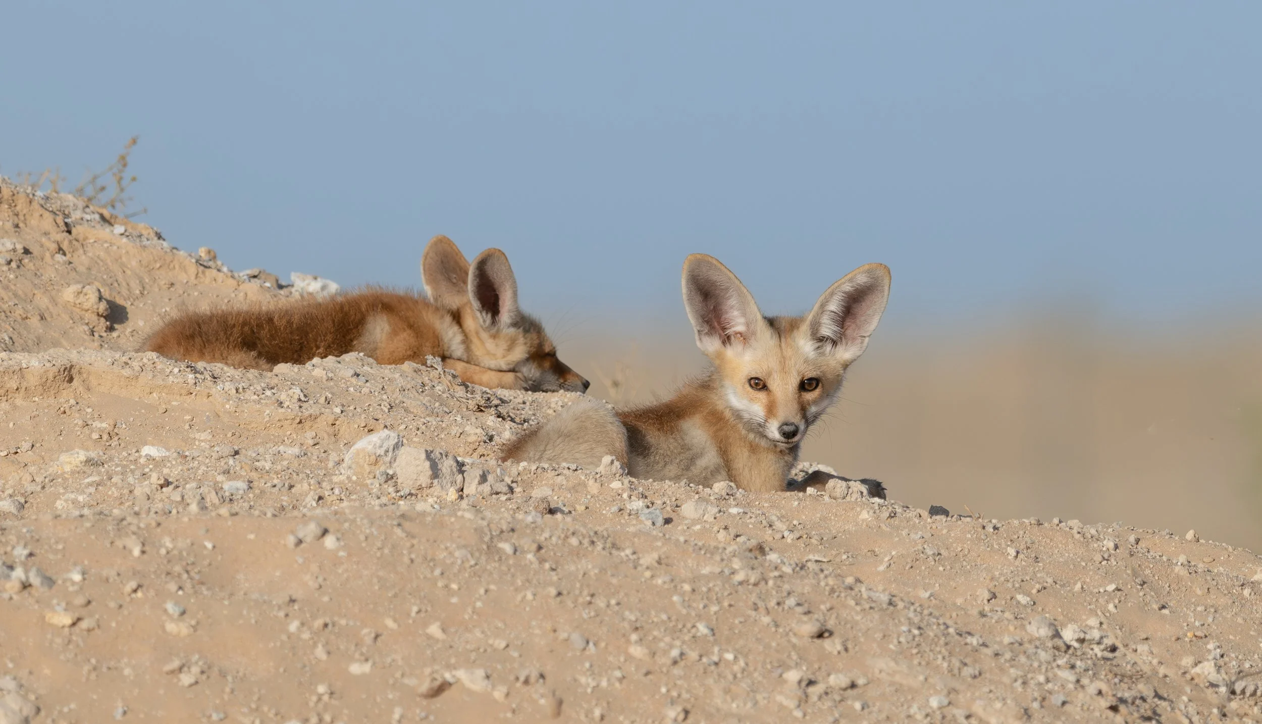 Palestinian Fox Arabian Red fox | الثعلب الأحمر العربي | Vulpes vulpes arabica ...
