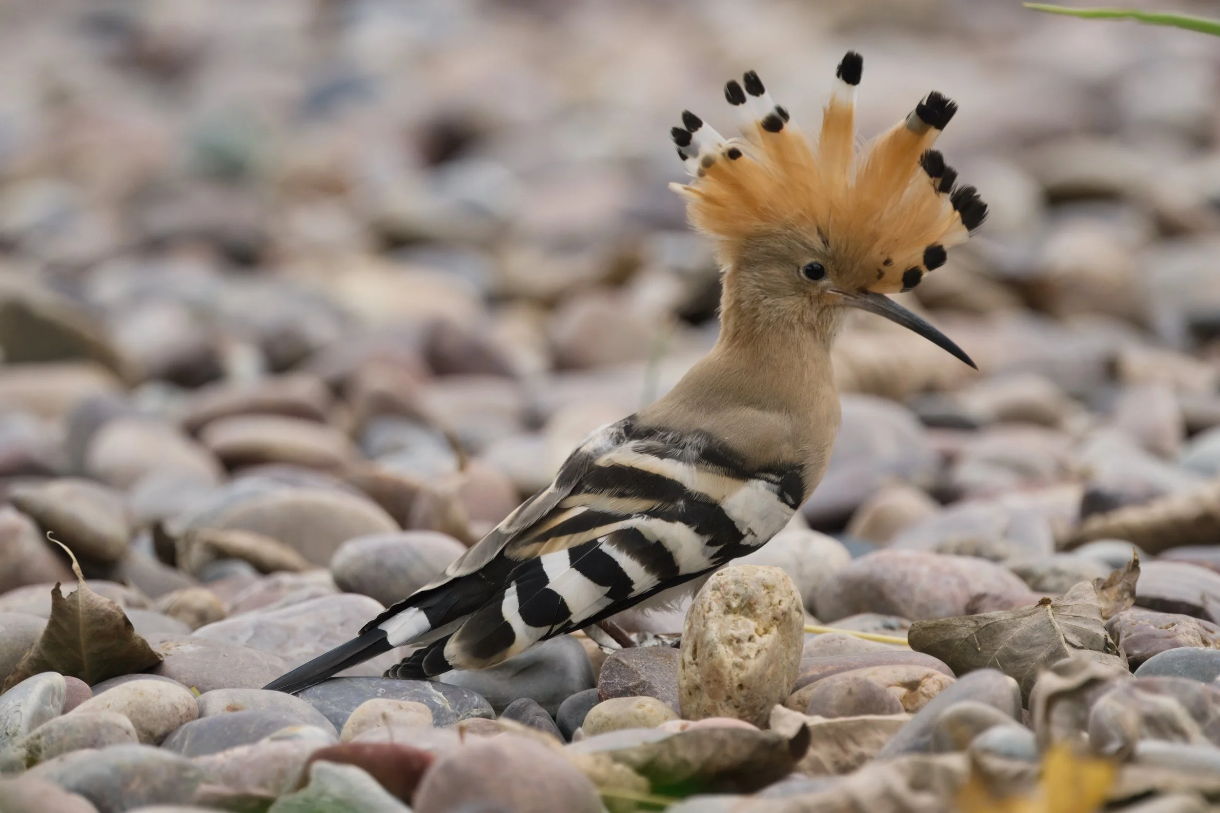 Eurasian Hoopoe (هدهد أوراسي)
