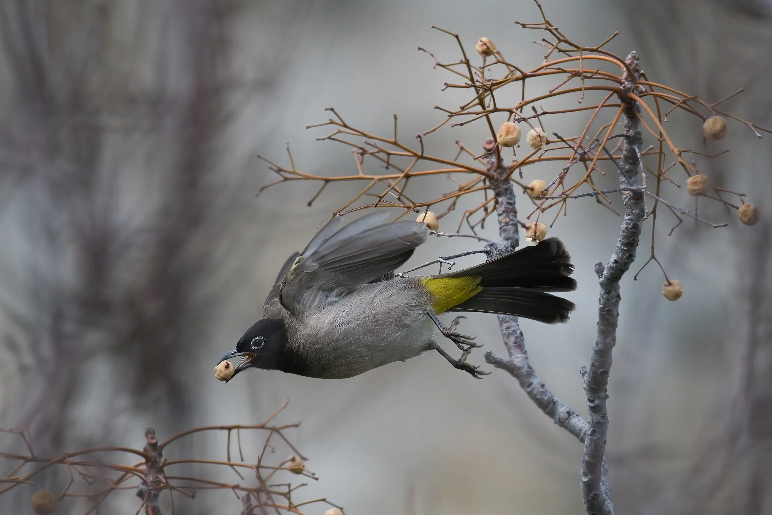 White-spectacled Bulbul, Lebanon Jbeil 12-Feb