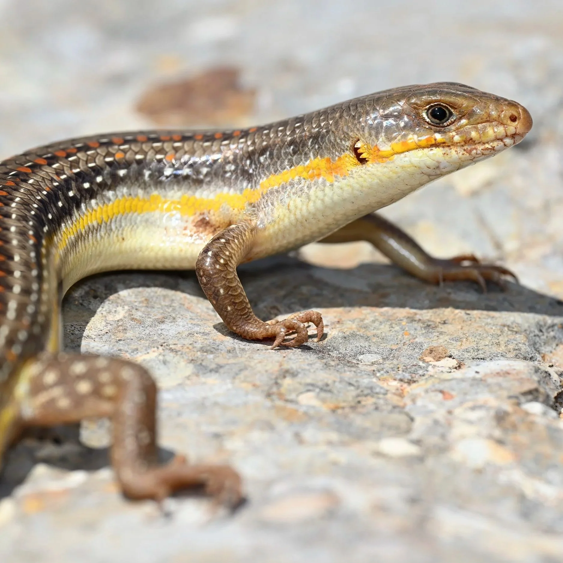 Schneider's skink (Eumeces schneideri)
