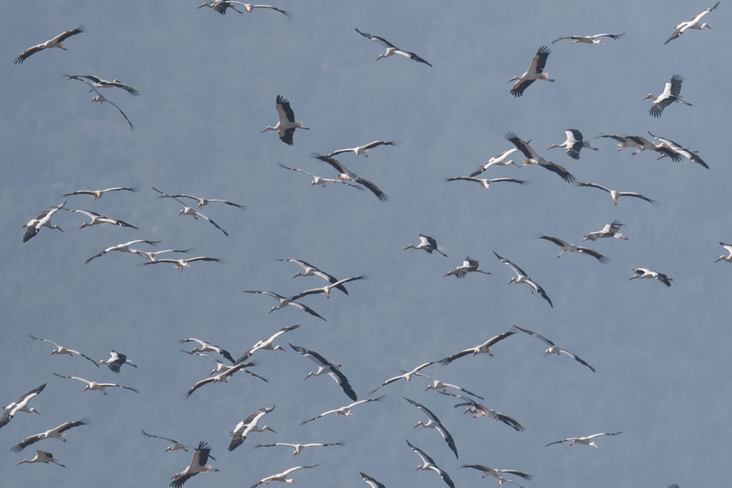 White Stork D50_0285.jpeg