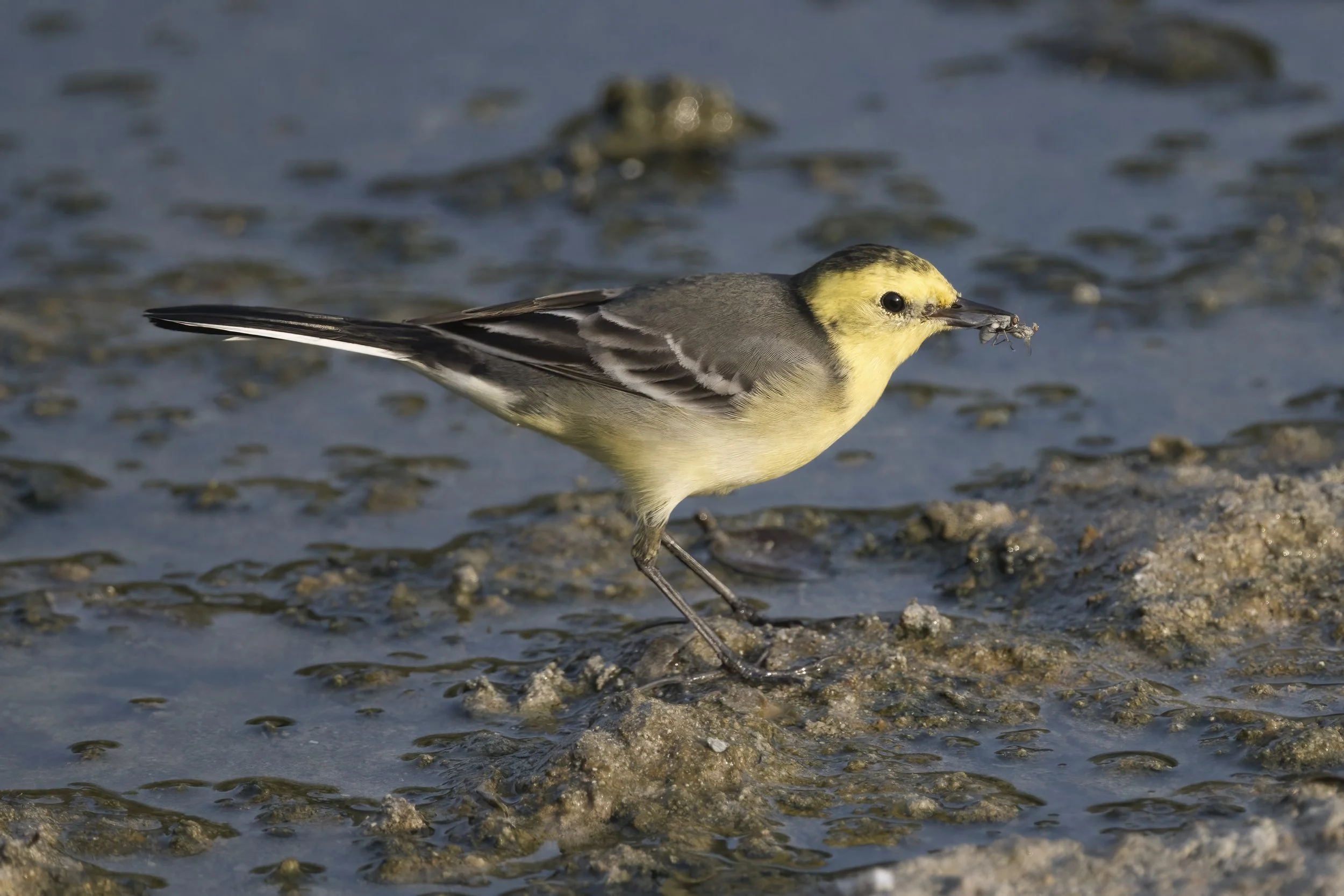 Citrine Wagtail (Motacilla citreola)