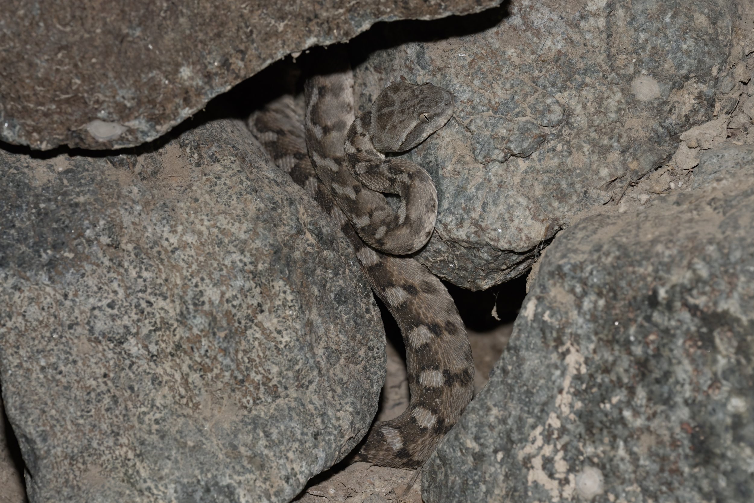 Hajar Saw-scaled Viper