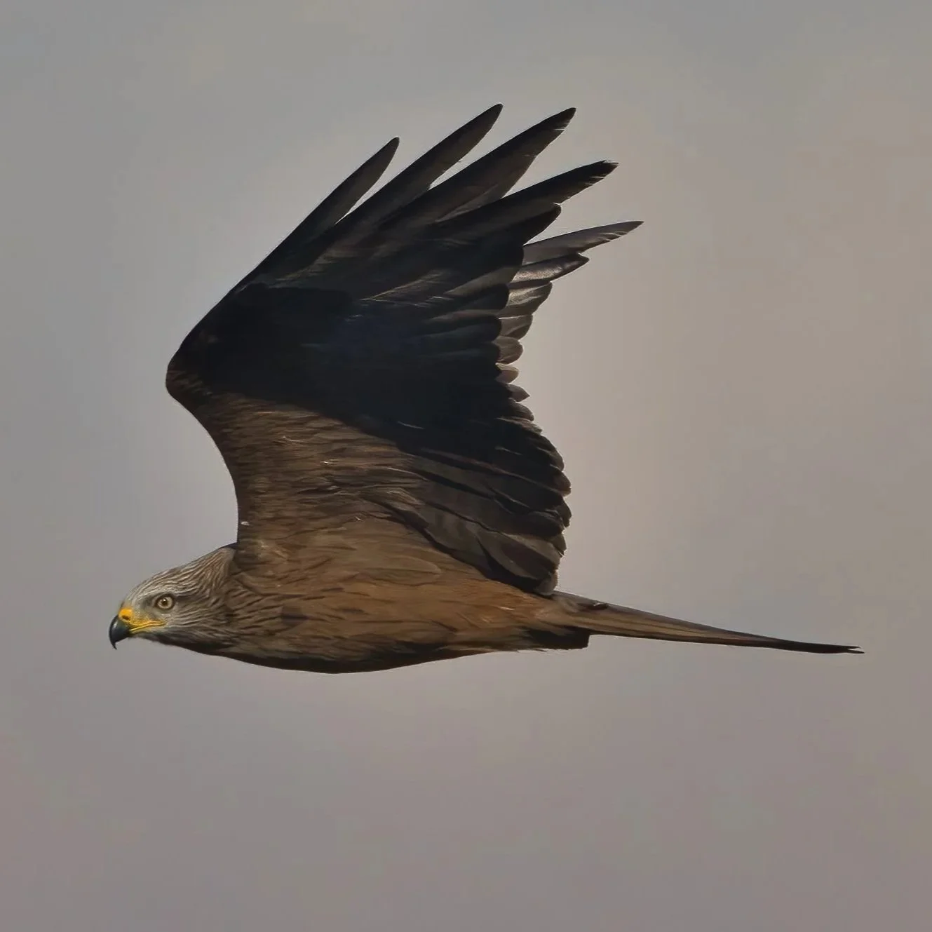 Black Kite (Milvus migrans)