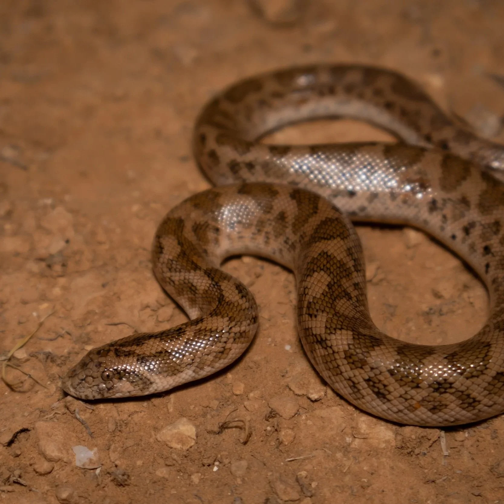 Javelin Sand Boa \ Eryx jaculus