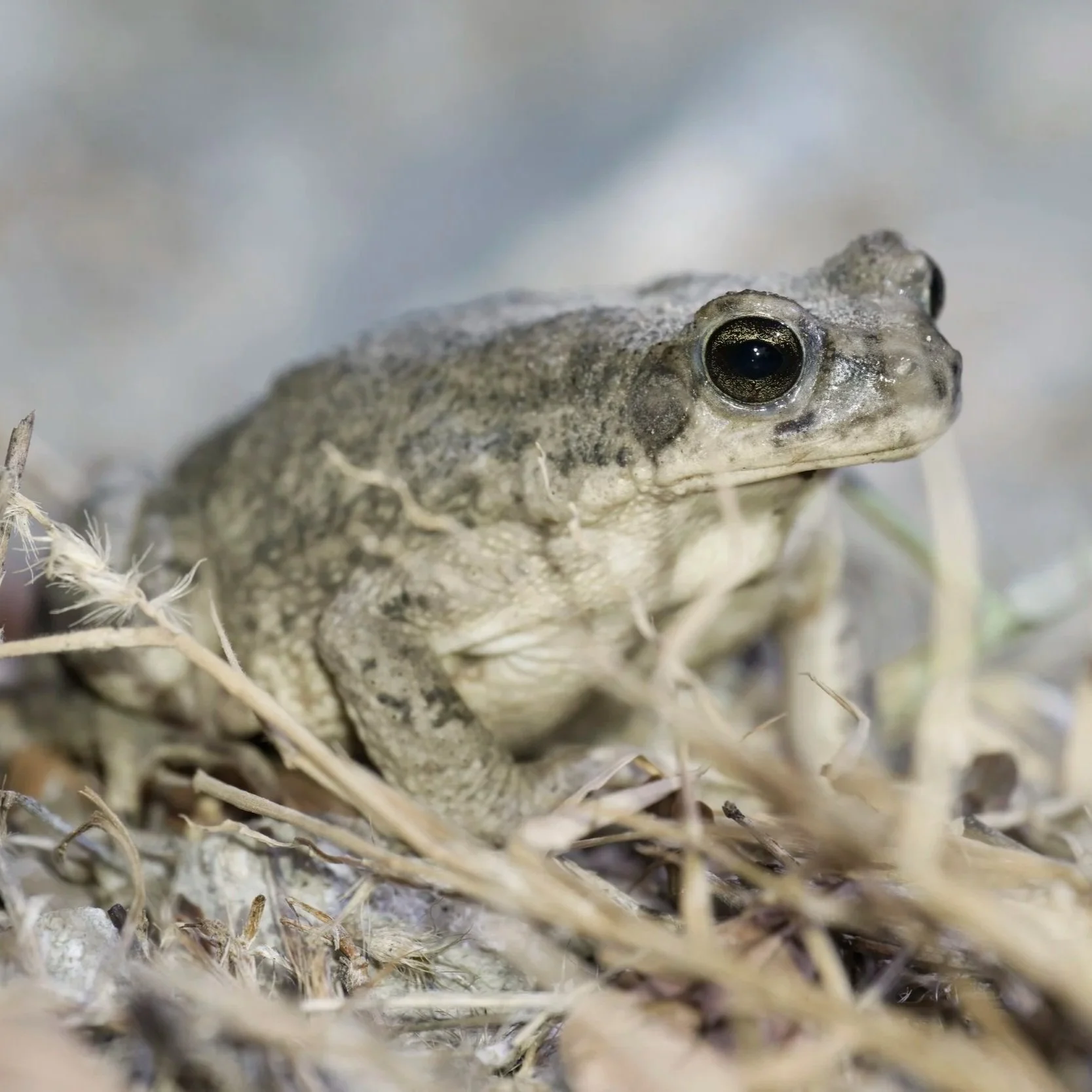 Amphibians Photos Gallery