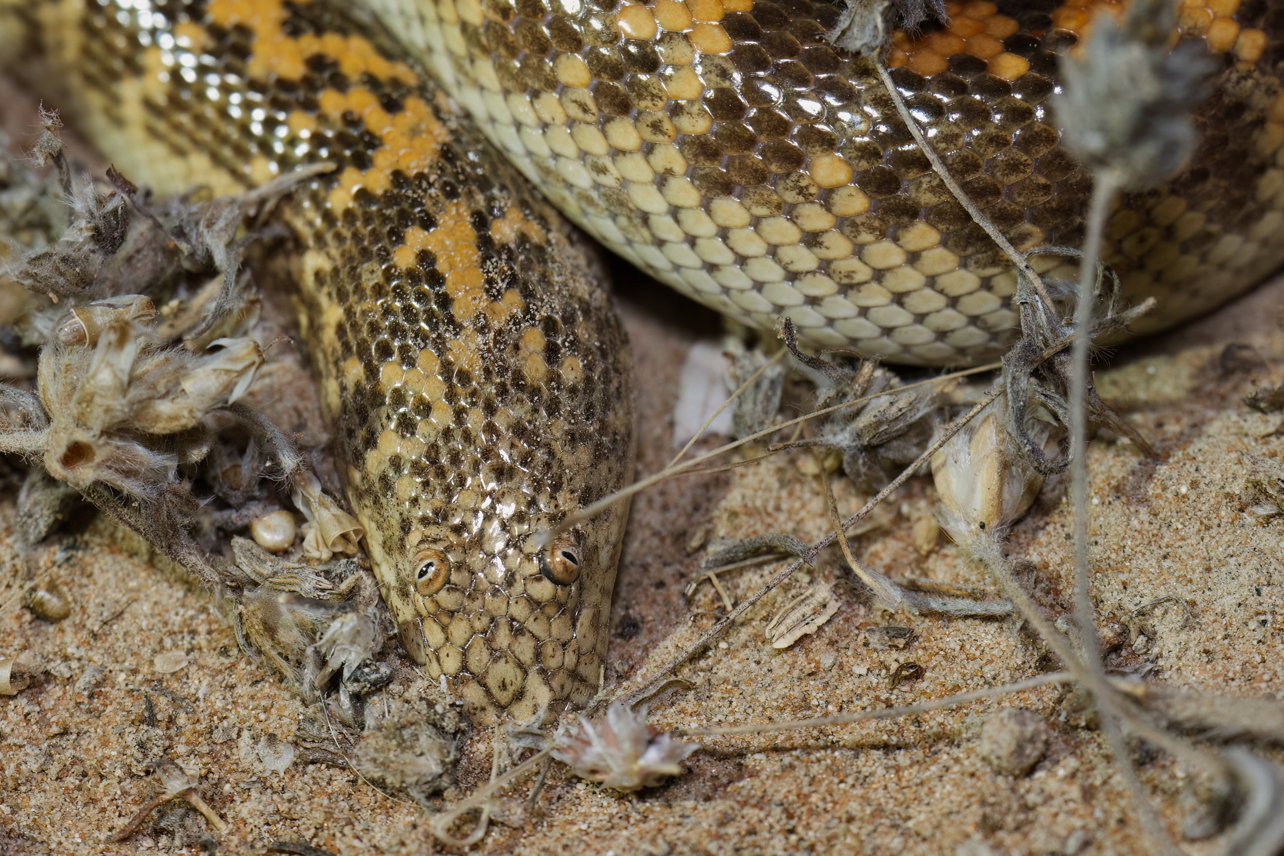Arabian Sand Boa_Z090697.jpeg