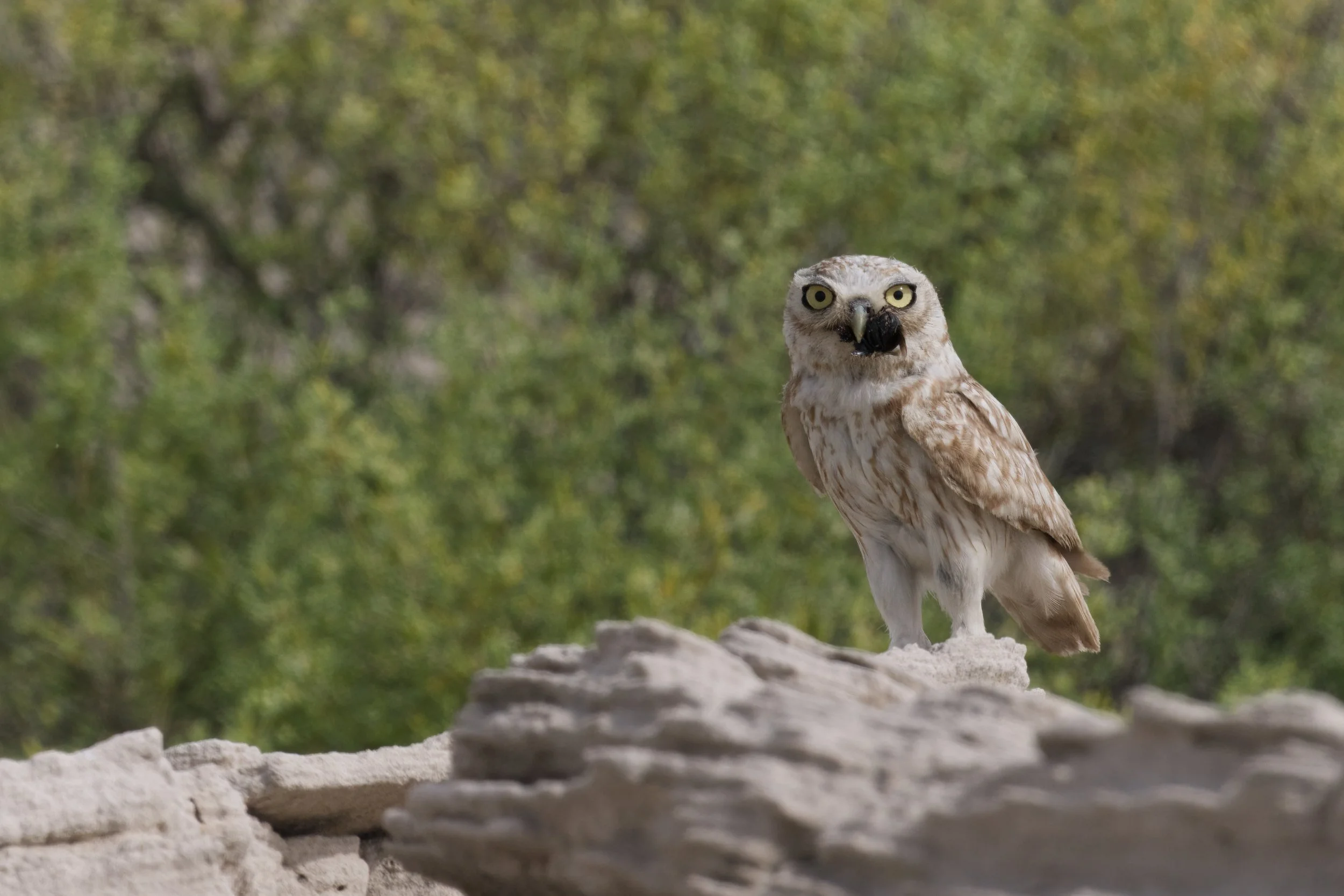 _Z093685 Little Owl.jpeg