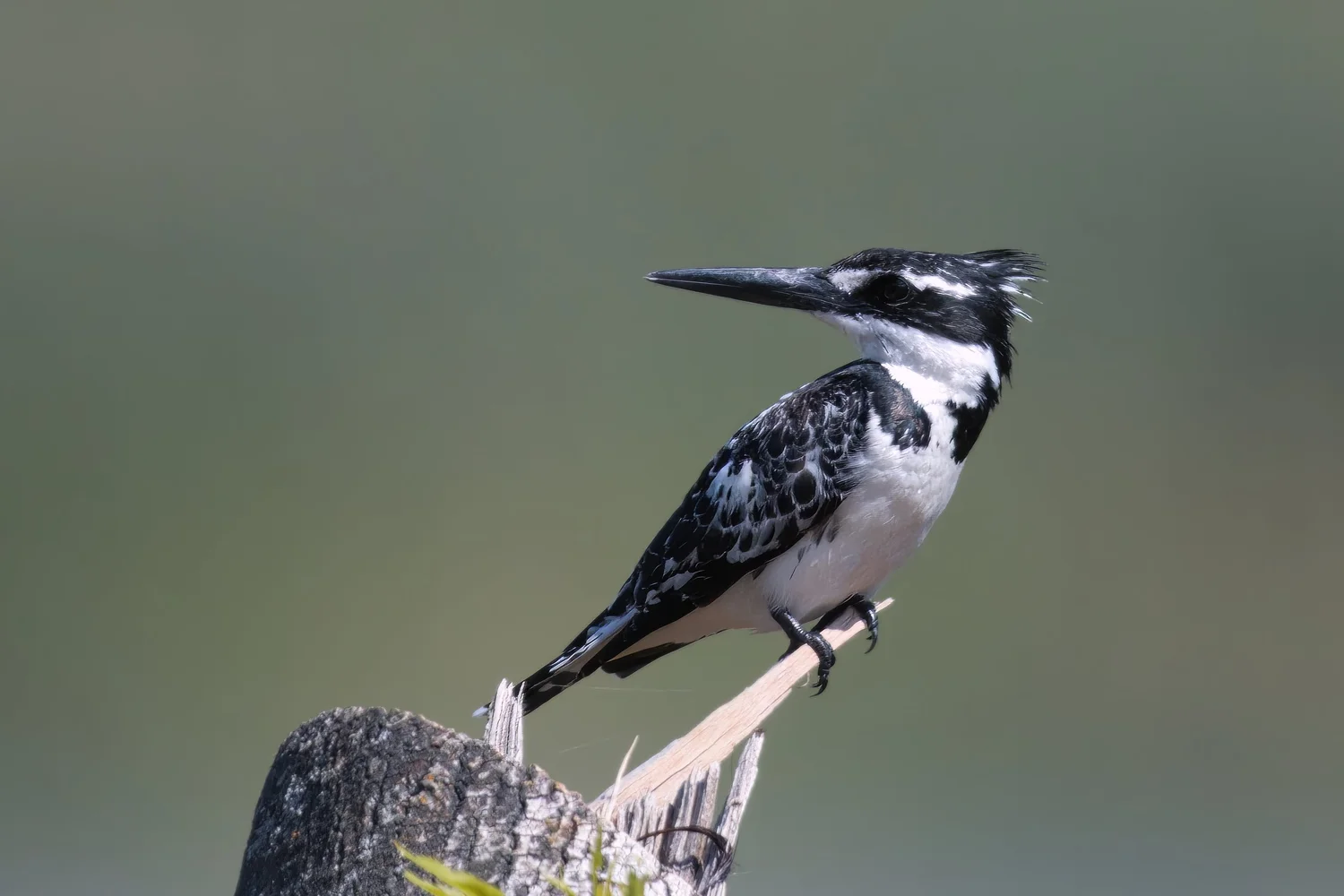 Pied Kingfisher, Lebanon