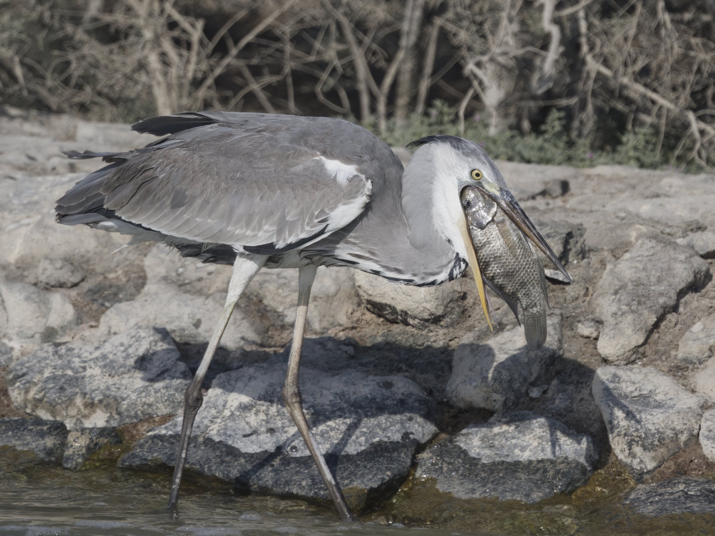Birds of UAE United Arab Emirates