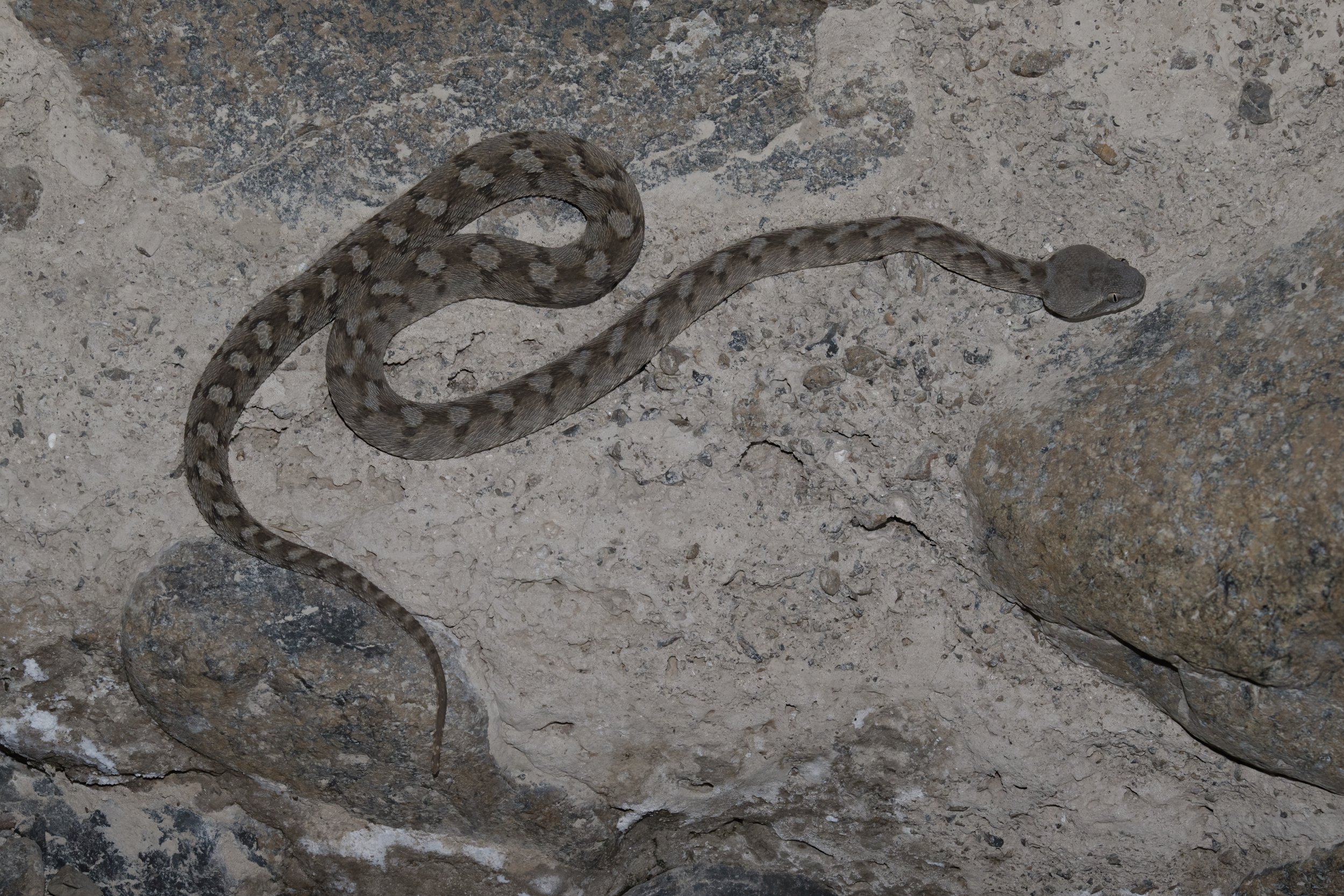 Hajar Saw-scaled Viper_Z091715.jpeg