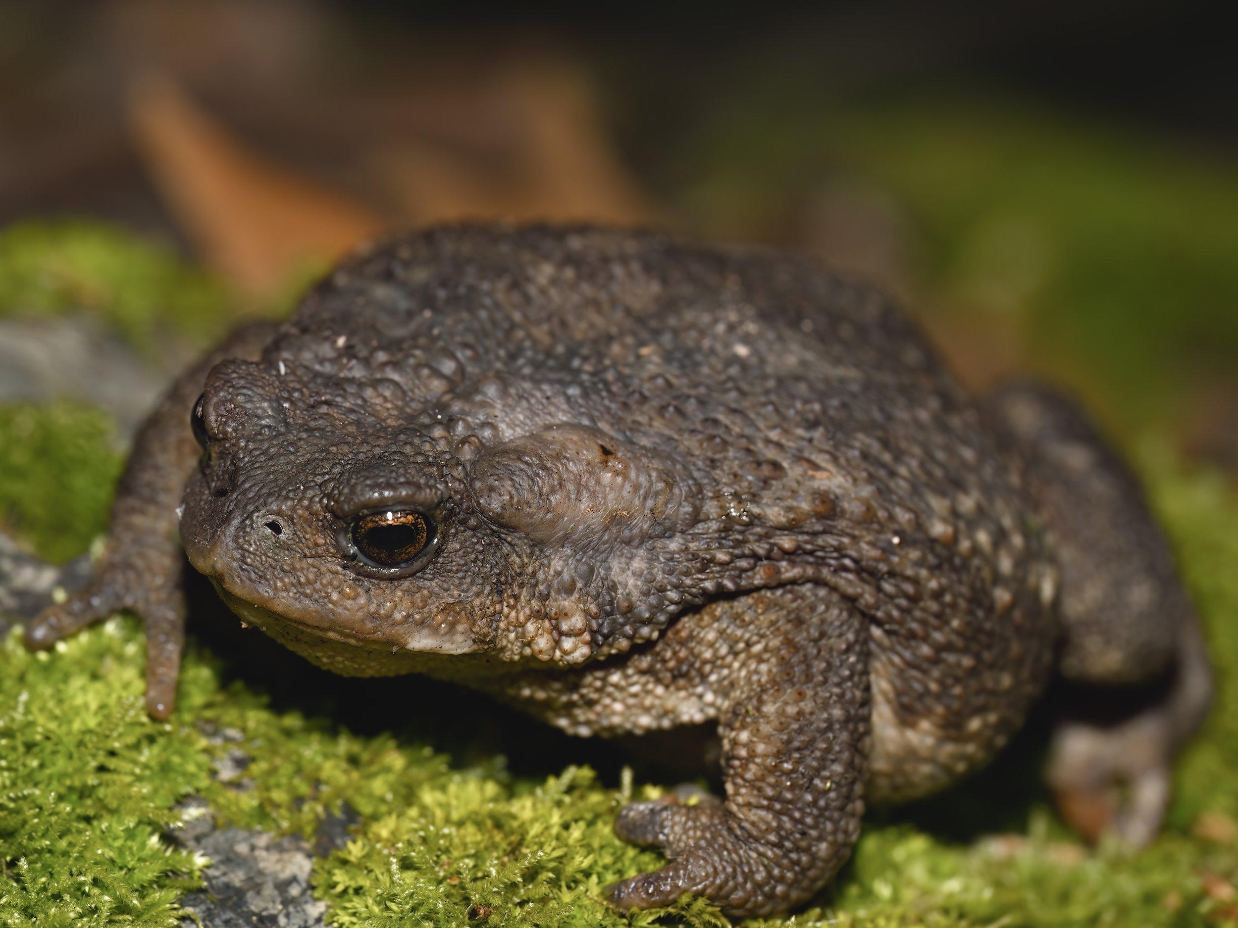 Caucasian Toad Lebanon