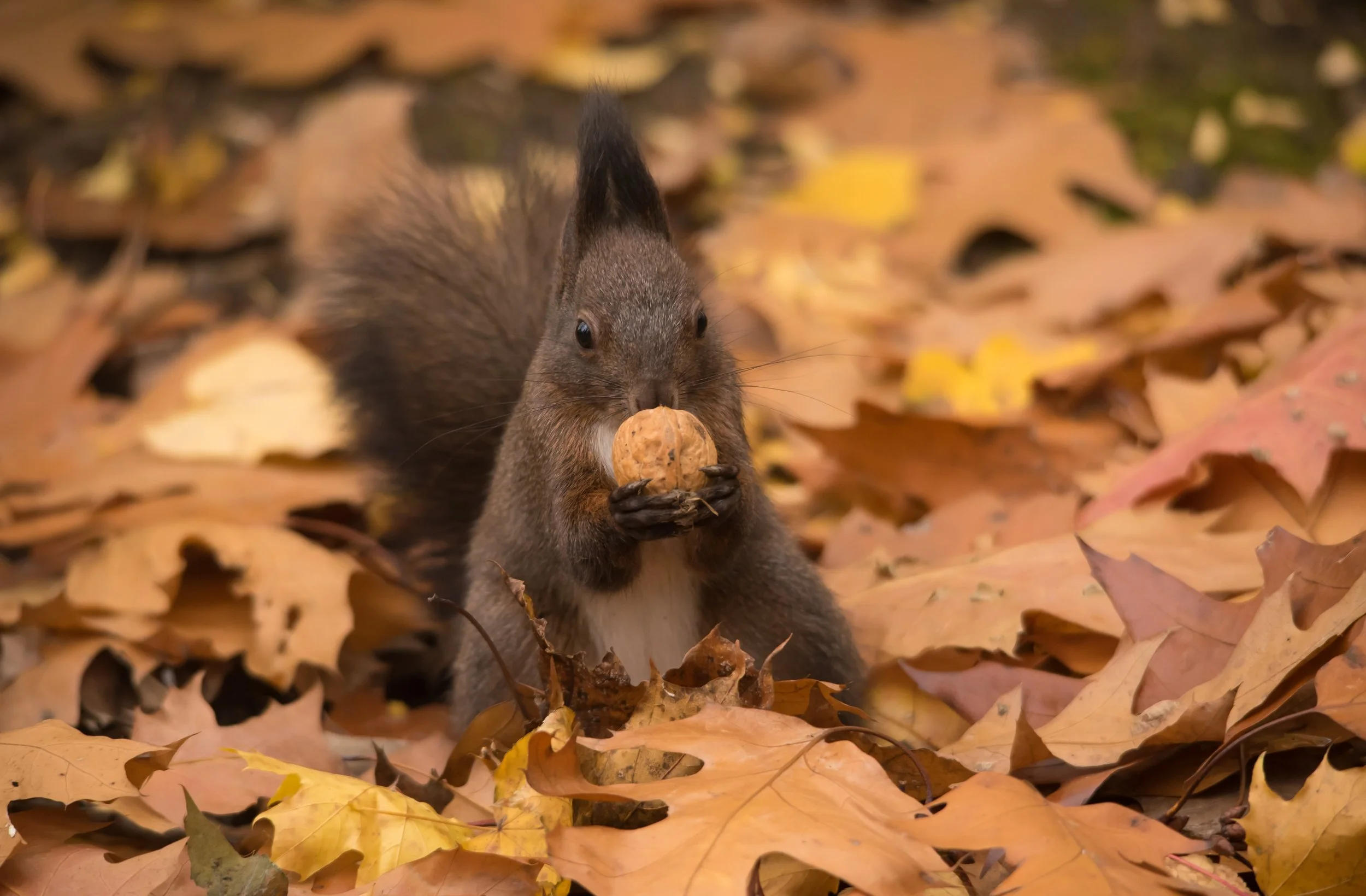 Red Squirrel - Romania Wildlife
