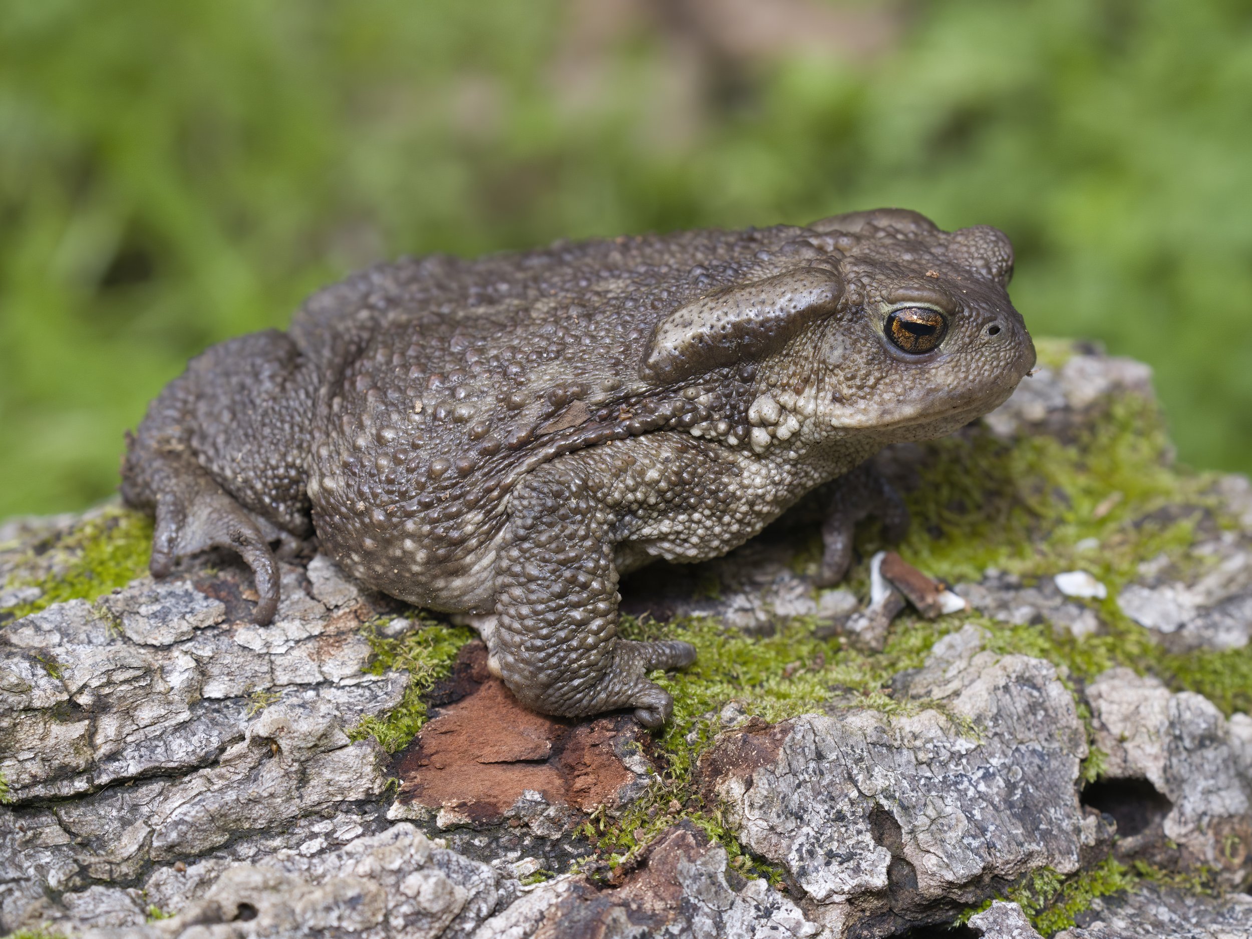 Toads Amphibians