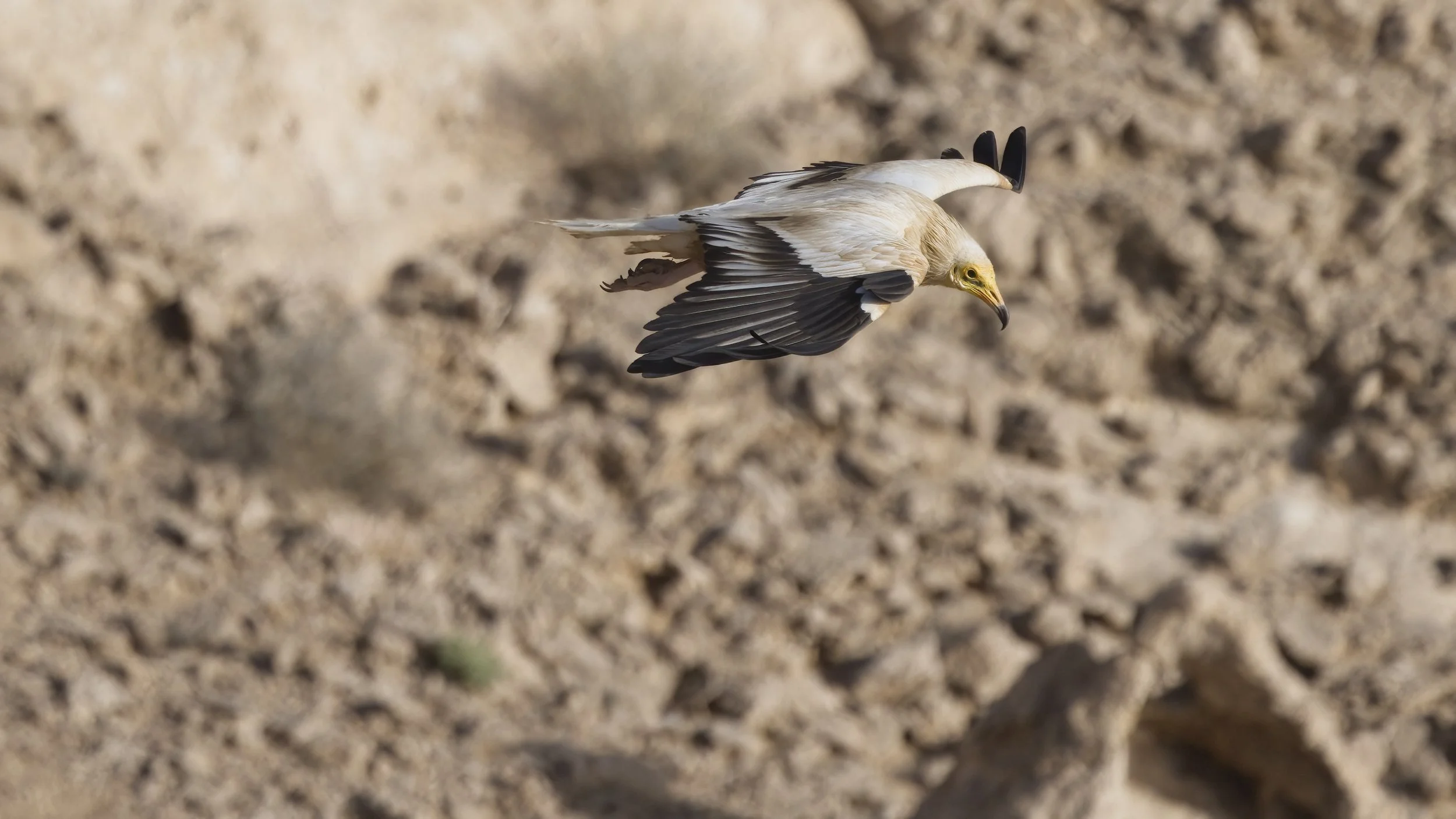 Canvas Print - Egyptian Vulture - wide (16:9)