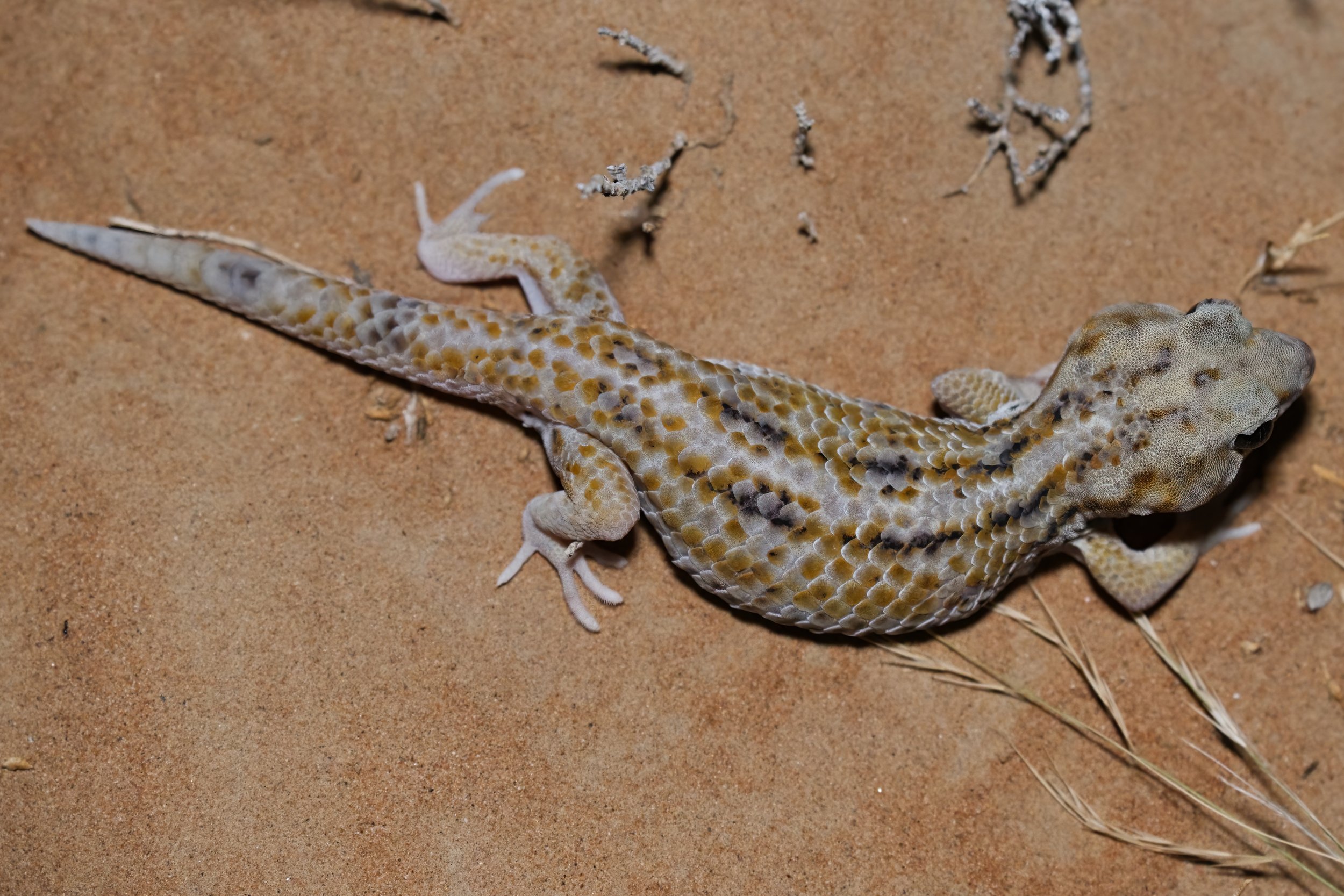 Close-up of a lizard on sandy ground with small dried plants around it.