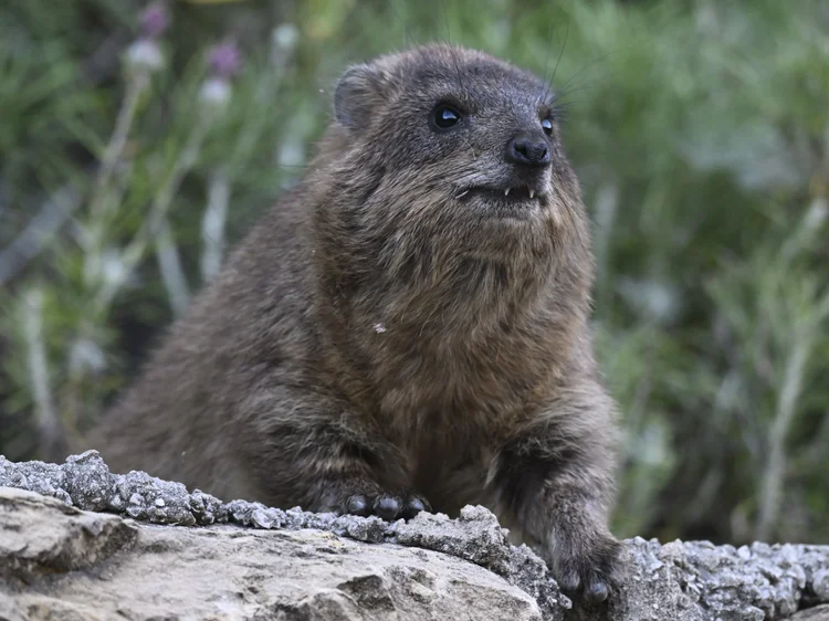 Rock Hyrax, Lebanon