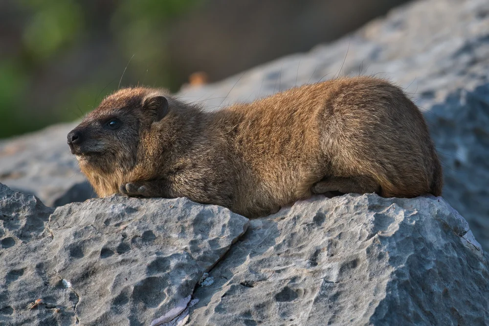 Rock Hyraxes Lebanon