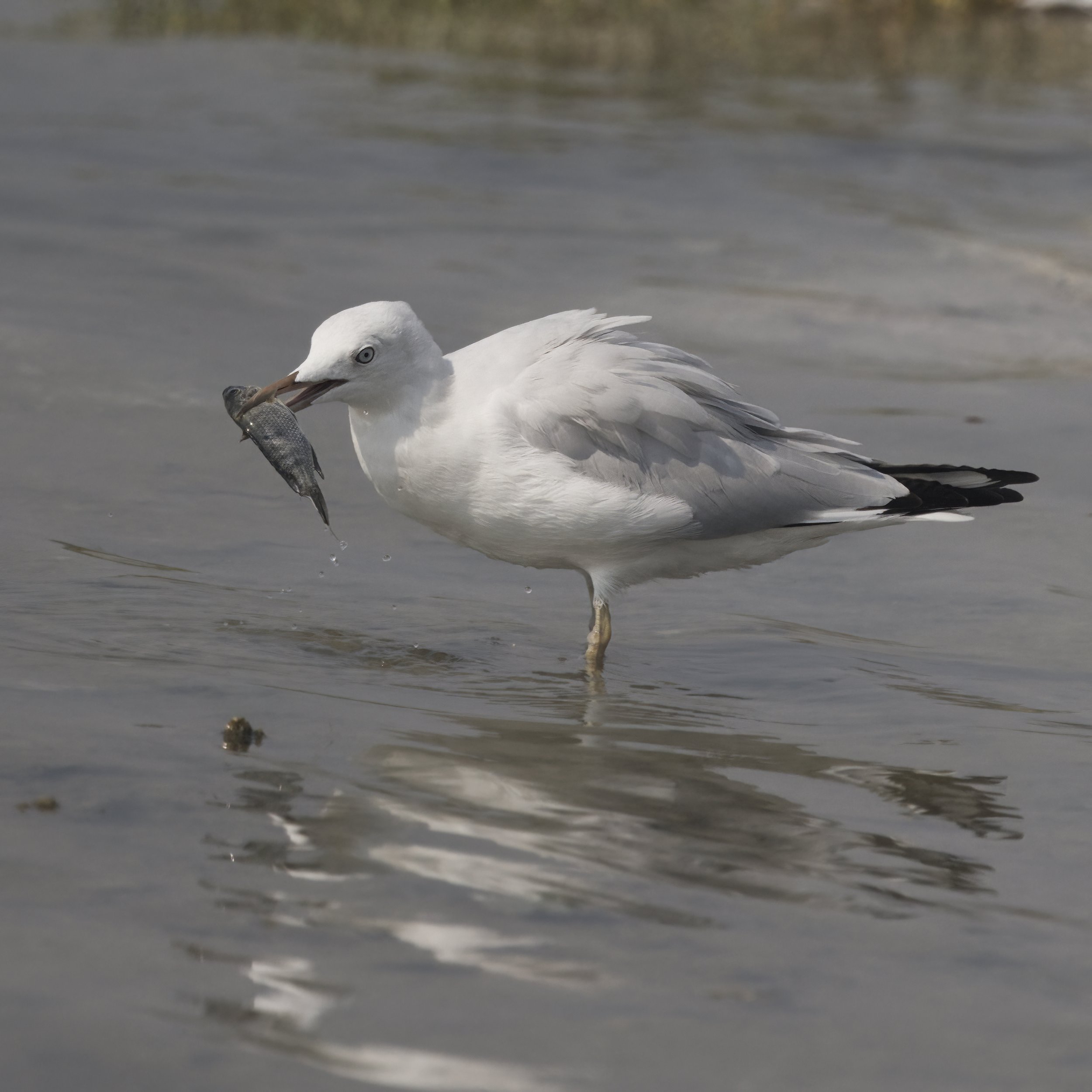 Ras Al Khor Wildlife Sanctuary