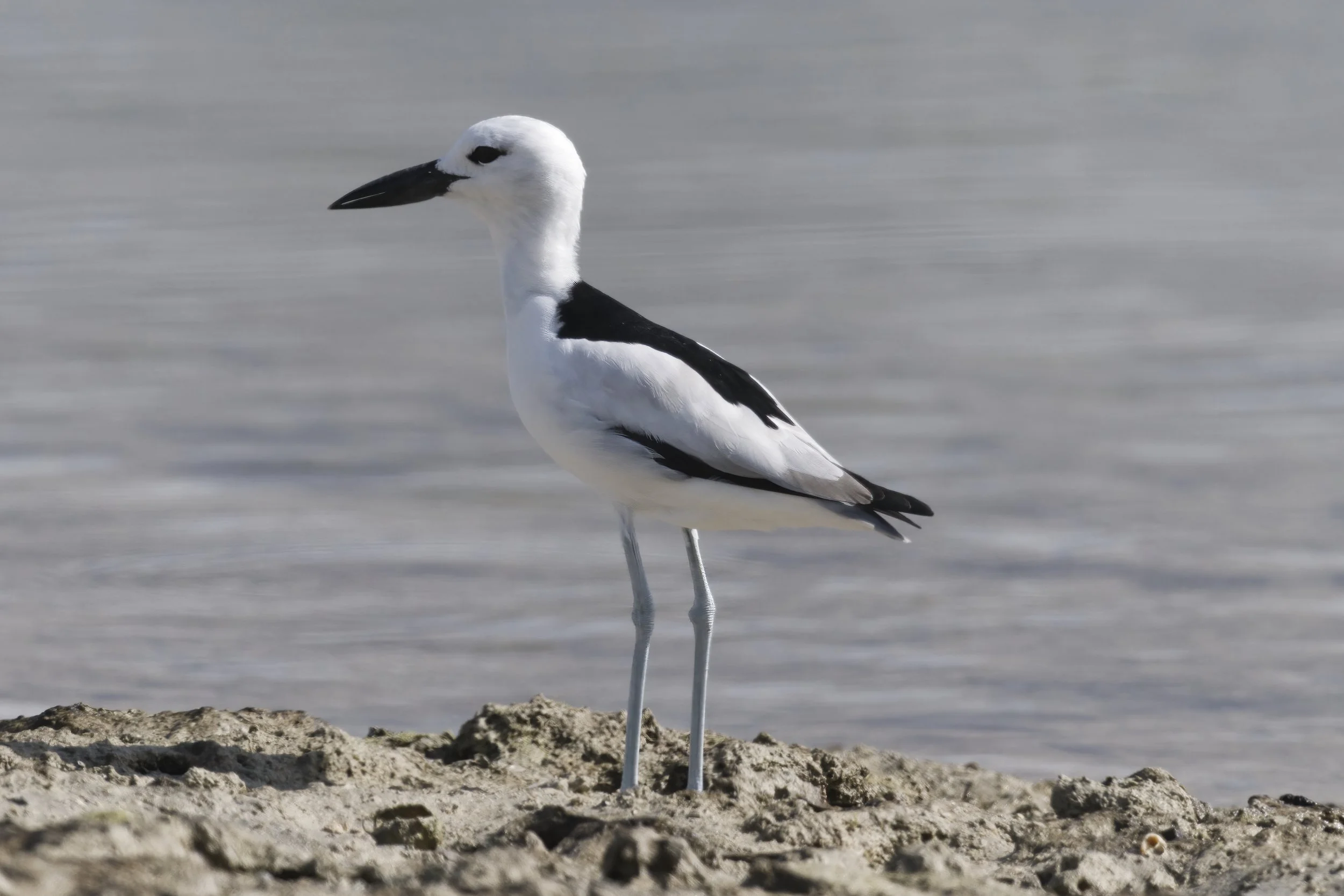 Birds watching Trips UAE