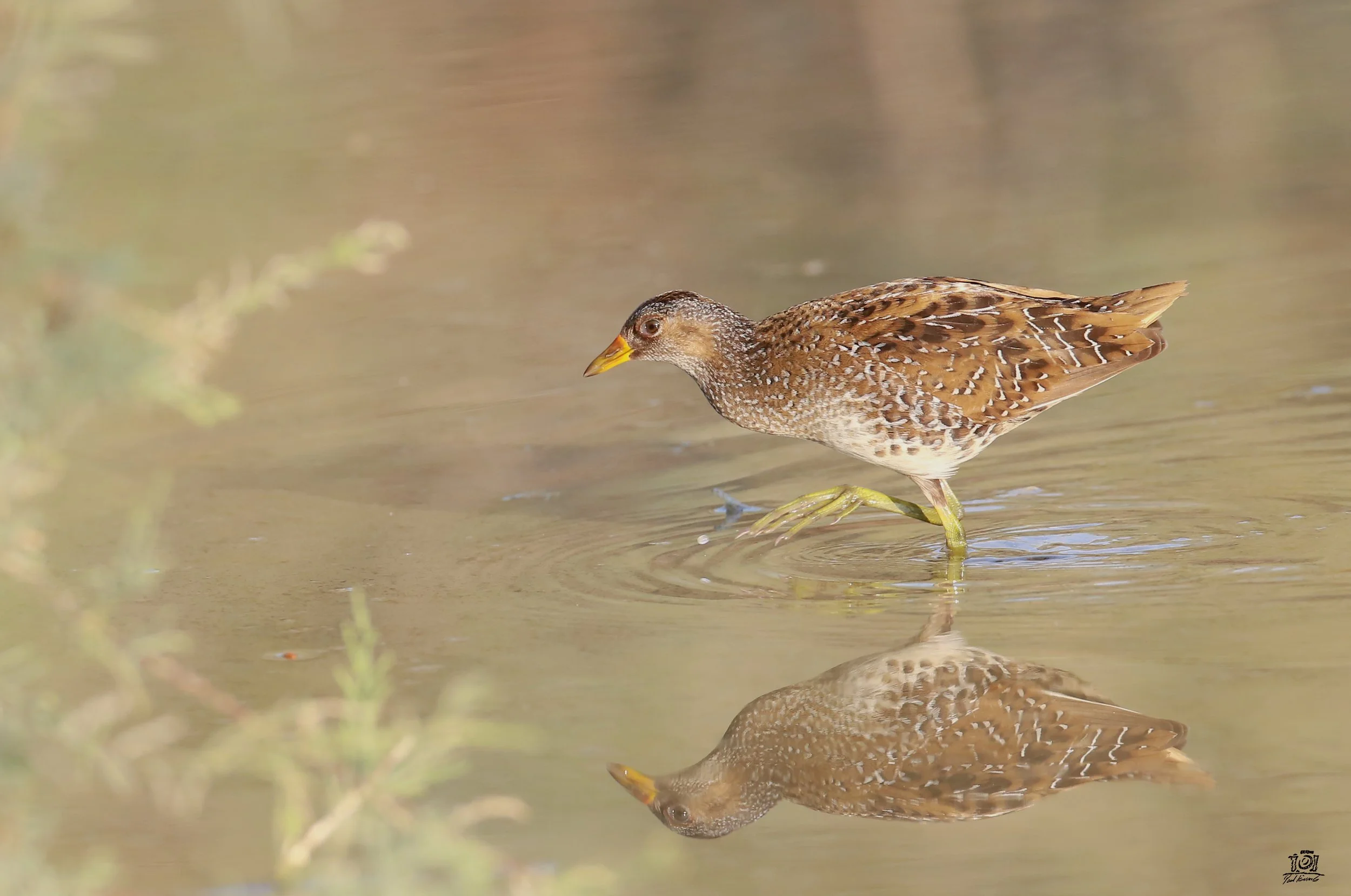 Photo Credit: Paul Kinnock