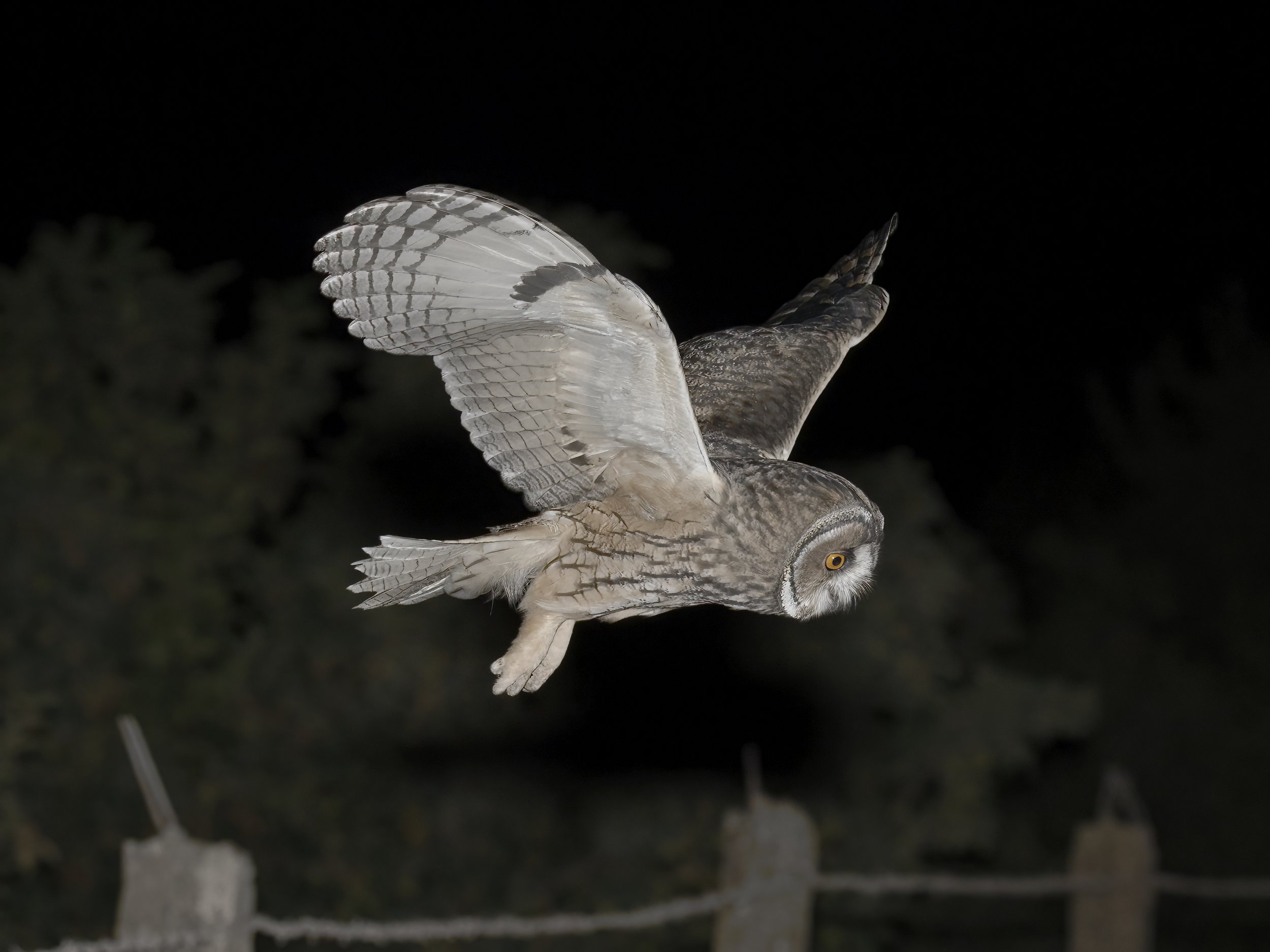 Owls Lebanon