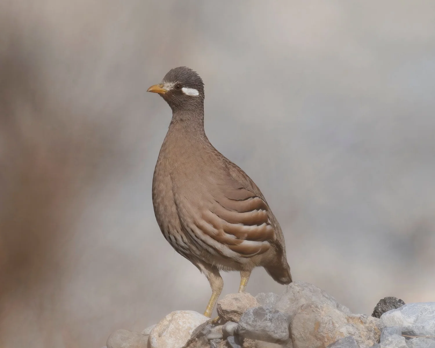 Sand Partridge, UAE