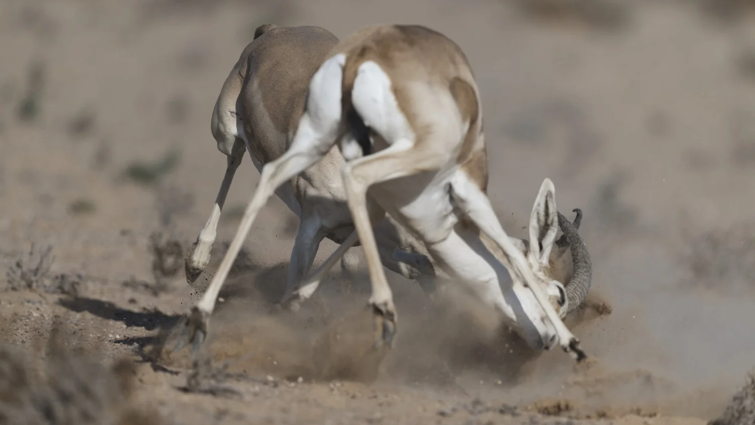 Arabian Sand Gazelle | غزال الريم العربي | Gazella marica — Wildlife ...