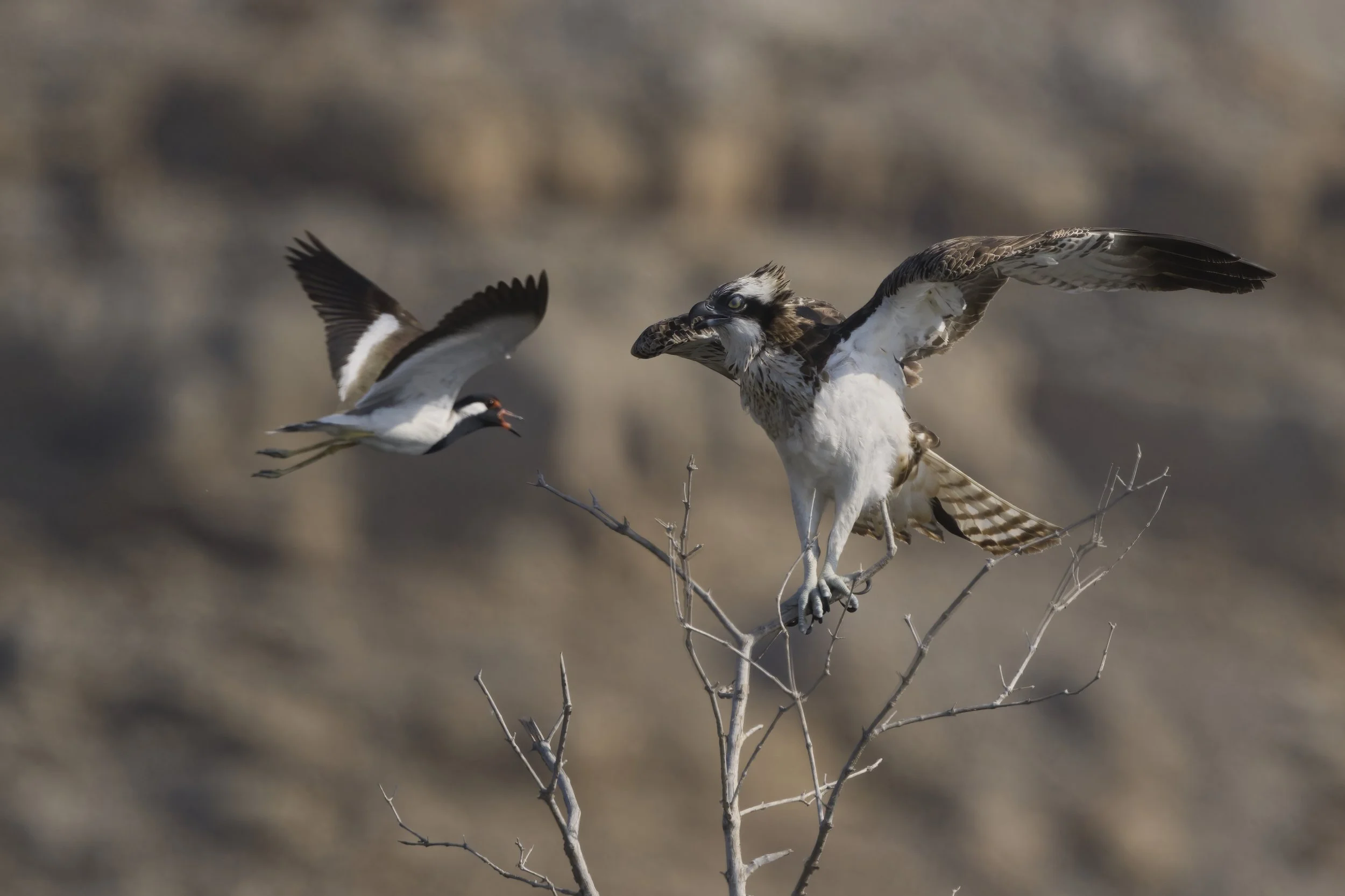 01 Jan 2026 — a full day with shorebirds (customer from Mexico). Among the many species observed and photographed, the highlights were Osprey, Oystercatcher, Crab Plover, and Common Kingfisher.