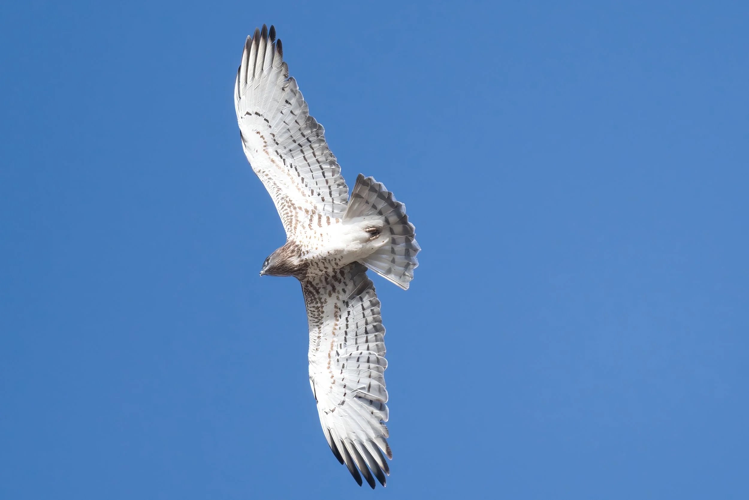 birds migration lebanon