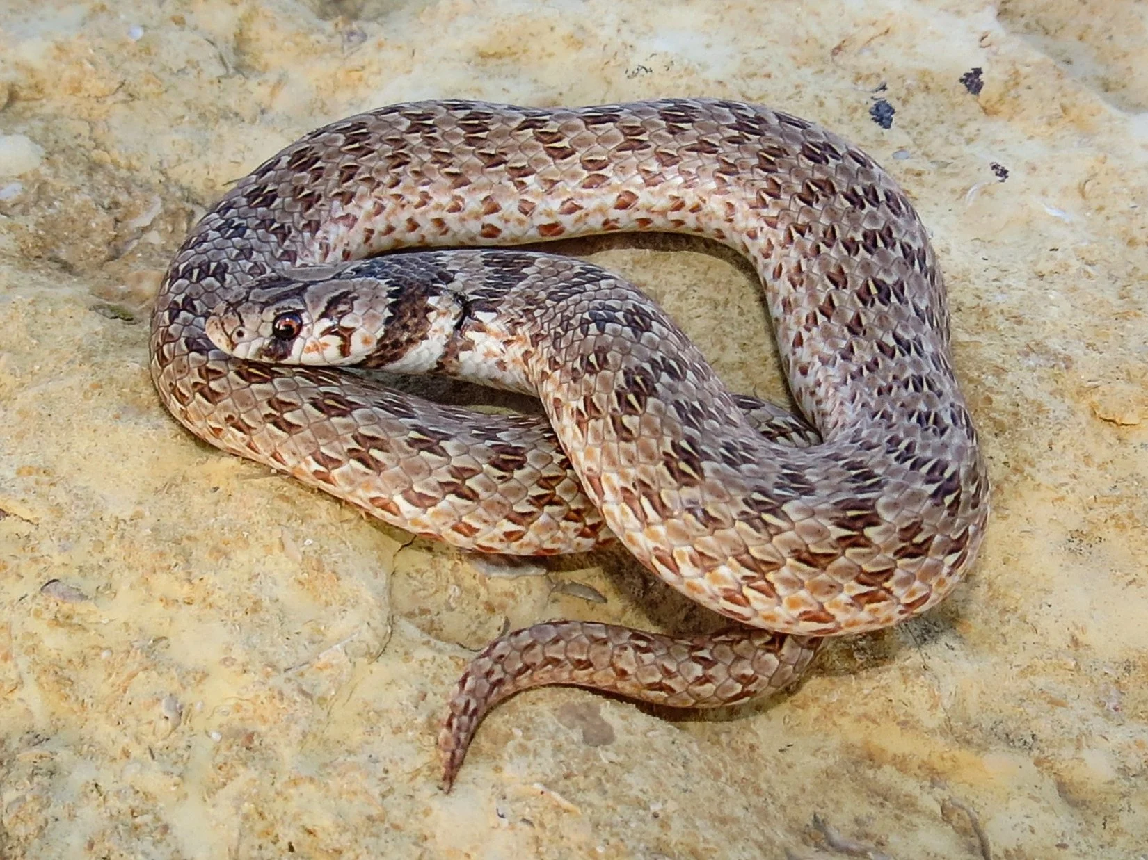 Photo credit : Jad Mershed