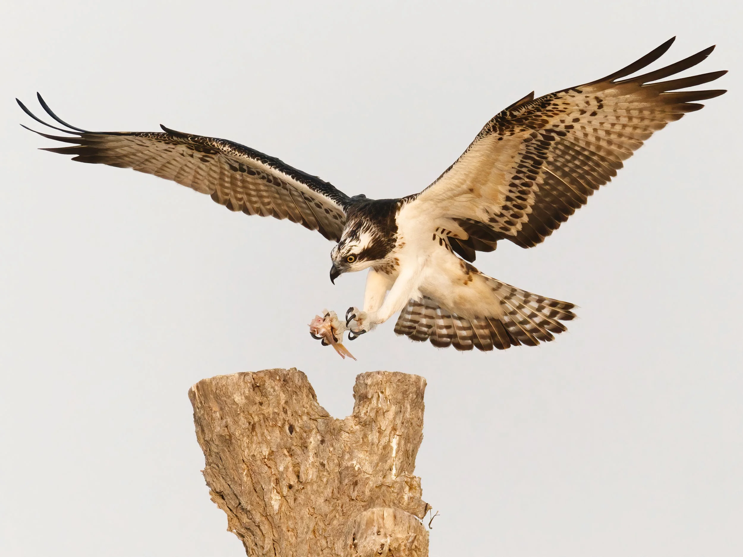 Canvas Print - Osprey - Wide