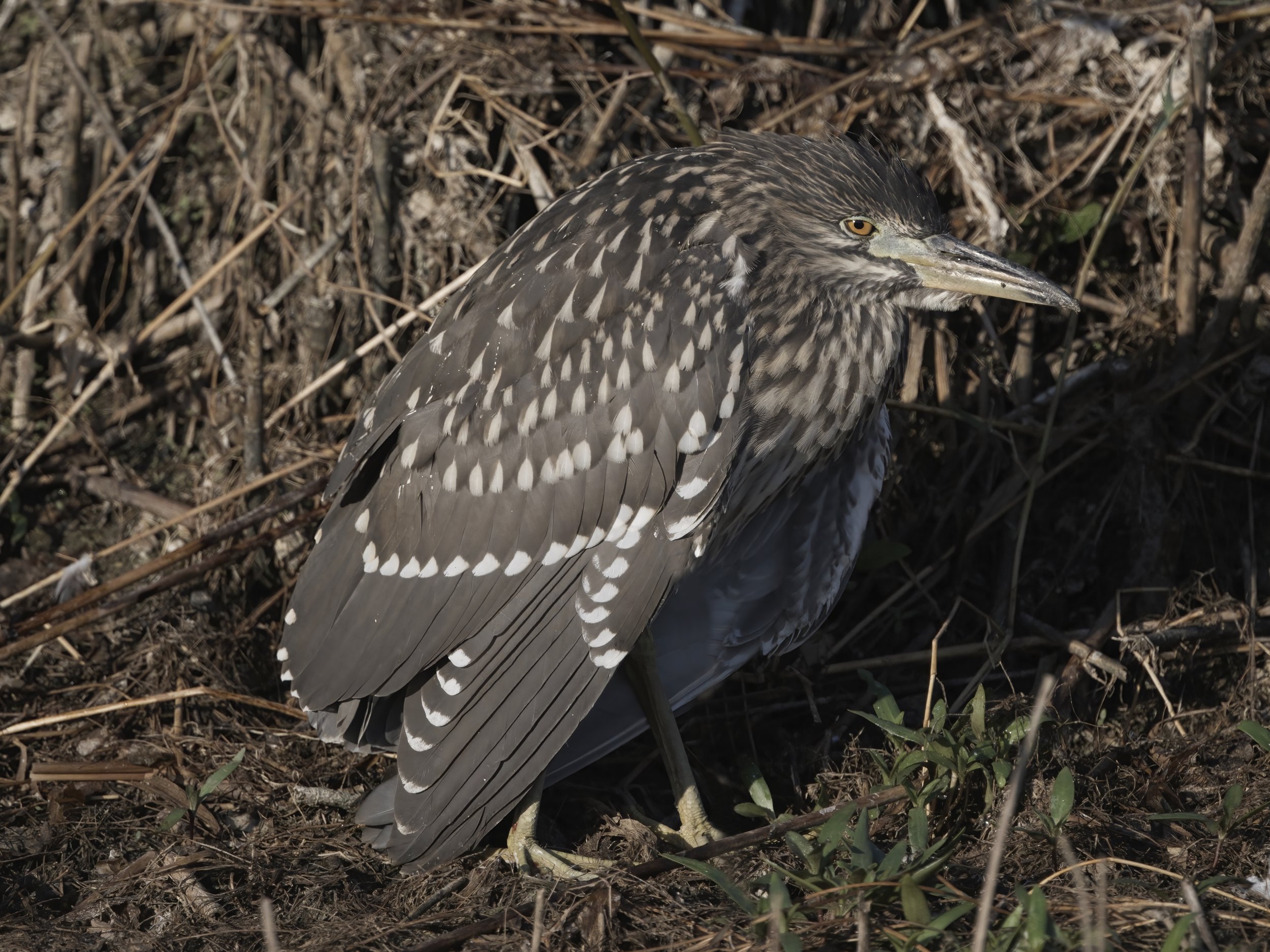 Z09_3293-Black-crowned Night Heron.jpeg