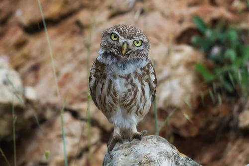 Owl Eye Colors — Wildlife Photography Journey