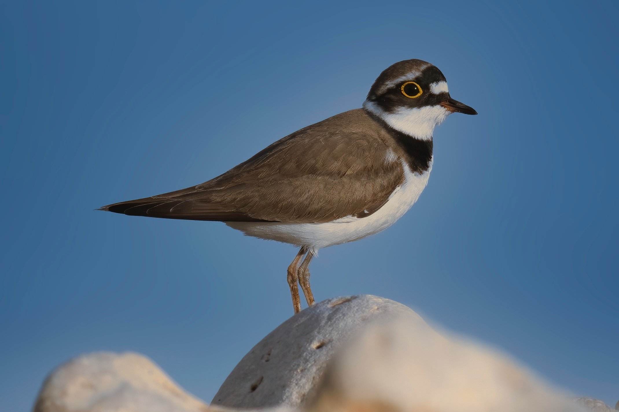 Little ringed plover, Lebanon Tripoli 07-Mar