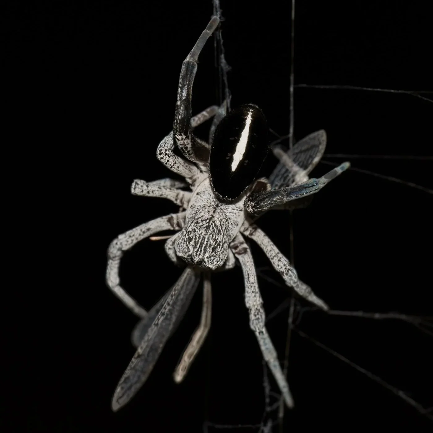 Desert Velvet Spider (Stegodyphus lineatus)