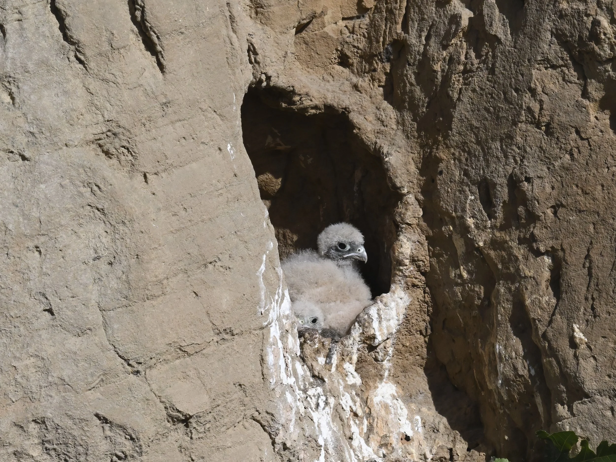 Common Kestrel Nestling
