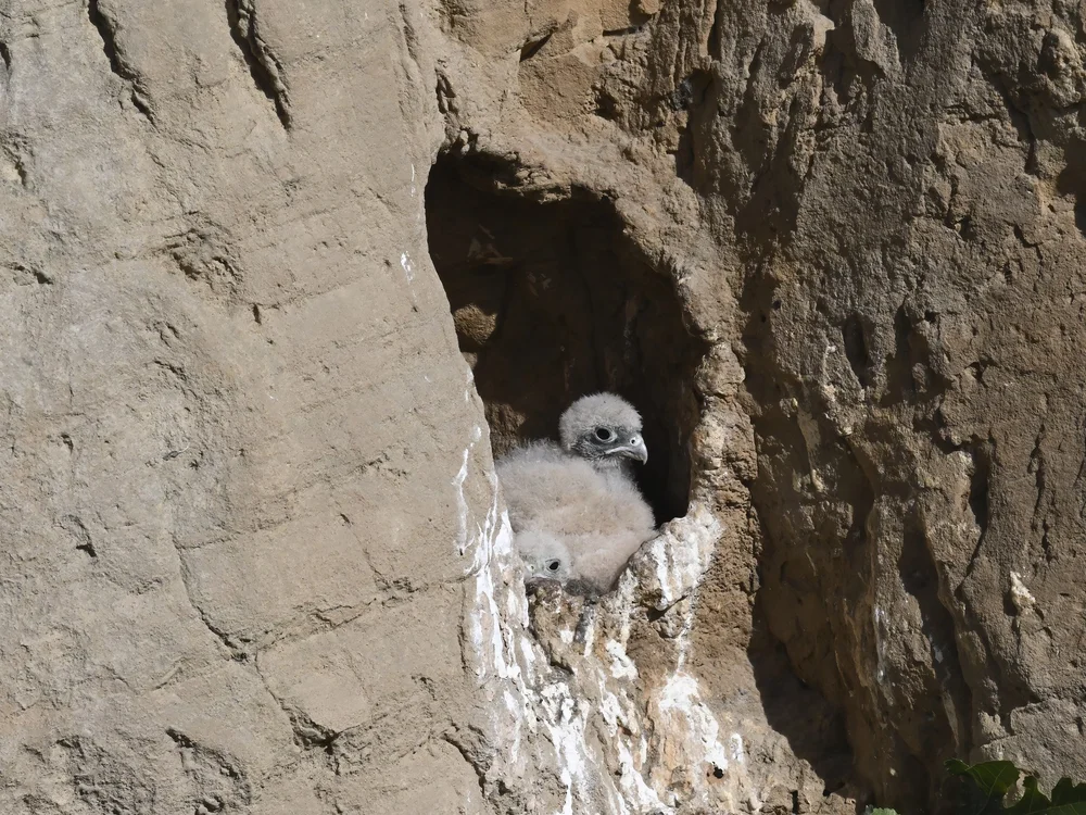 Eurasian Kestrel — Growing up