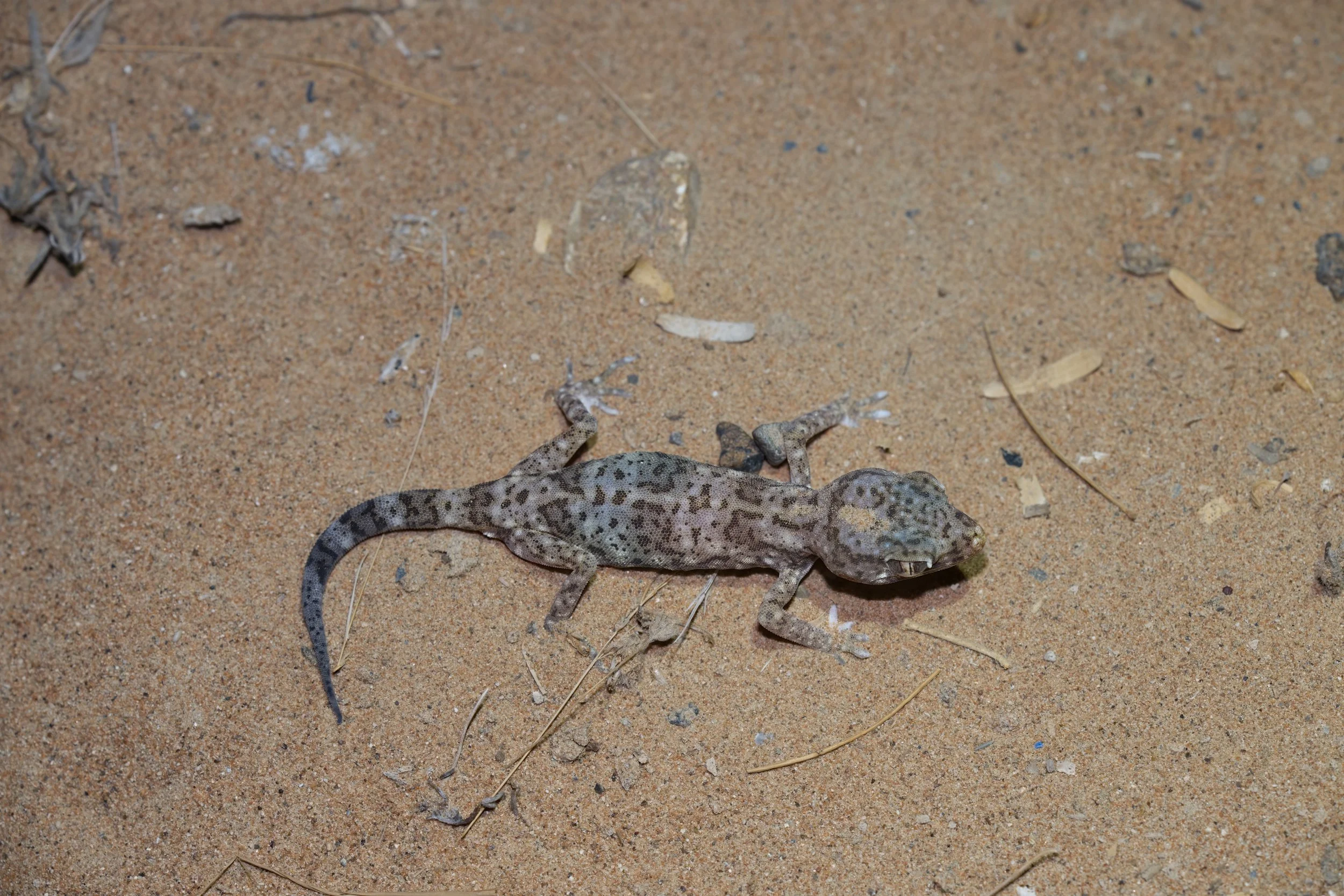 Eastern Sand Gecko | وزغ الرمال الشرقي | Stenodactylus leptocosymbotes
