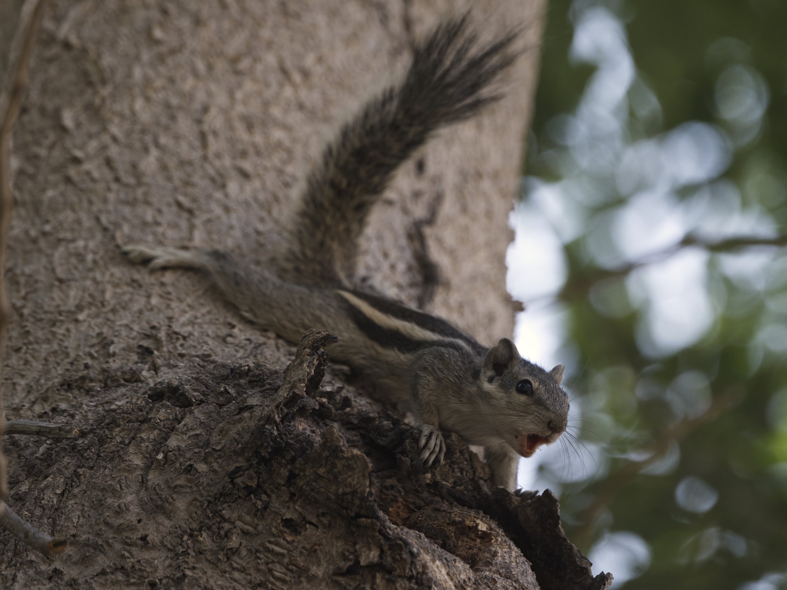 Indian Palm Squirrel - UAE UAE