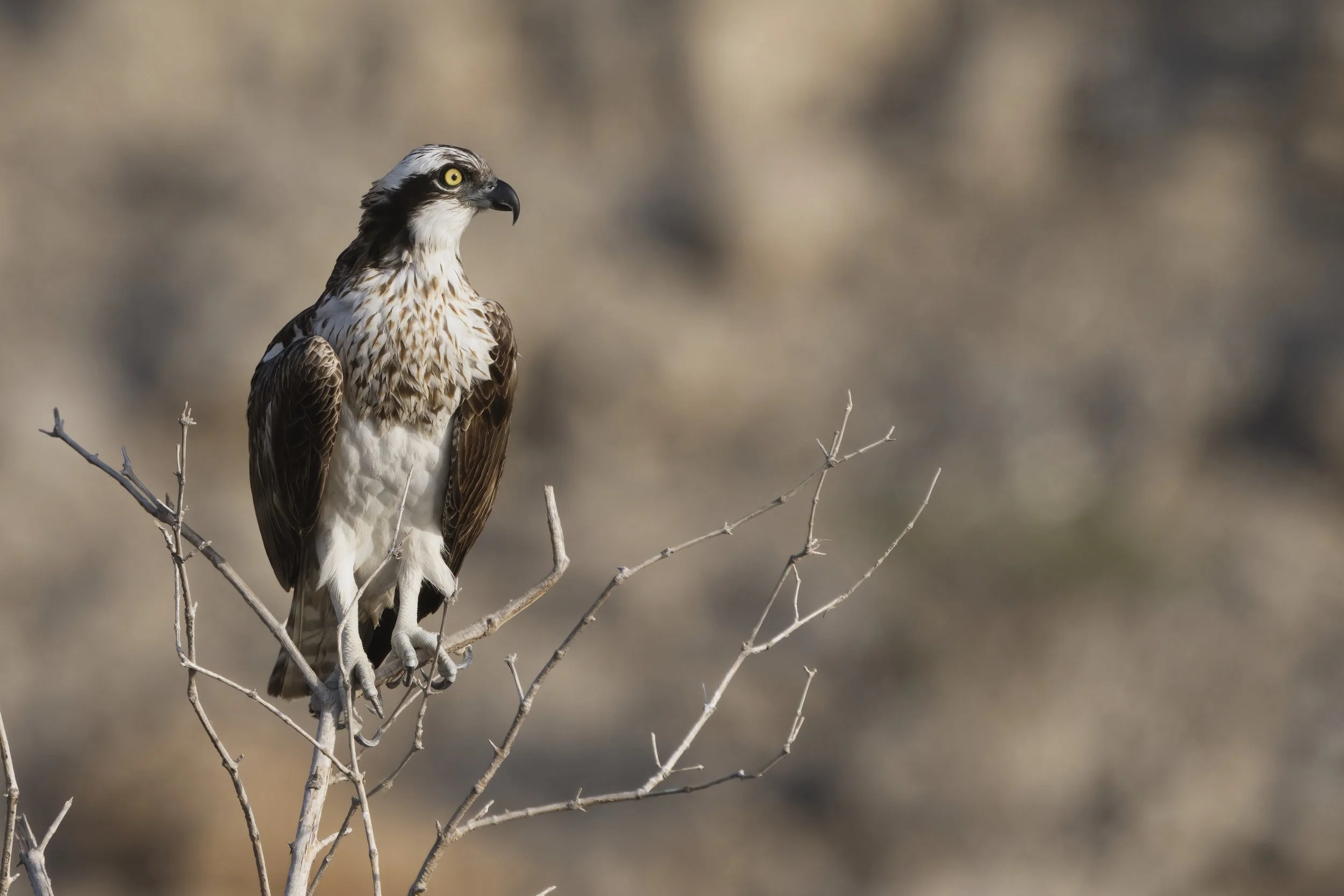 Birds watching trips UAE